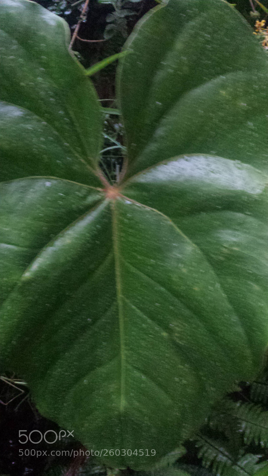 Samsung Galaxy S4 sample photo. My heart photography