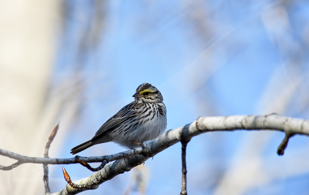 Nikon D3400 sample photo. Savannah sparrow bruant de photography
