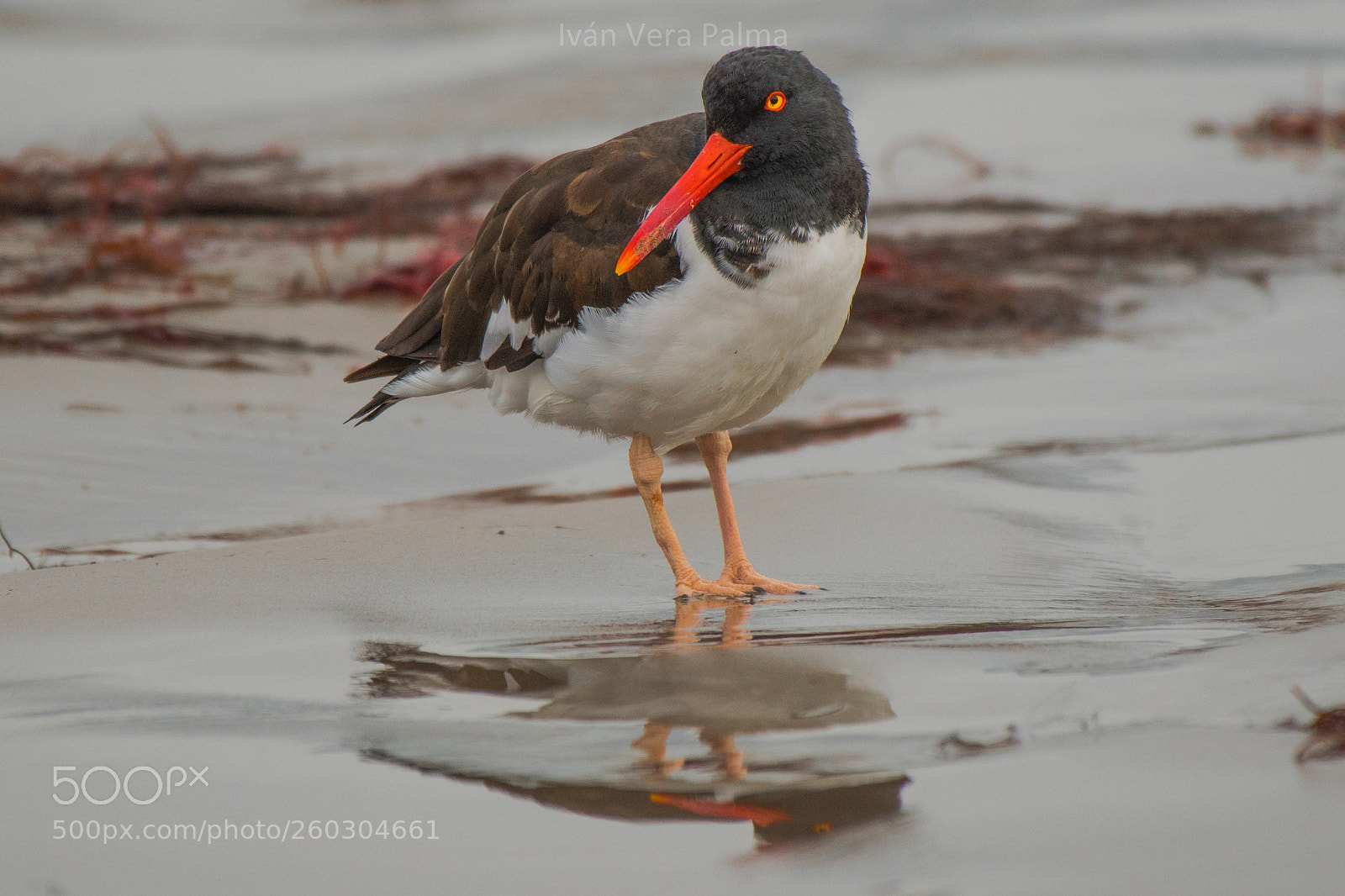Nikon D500 sample photo. Oystercatcher photography