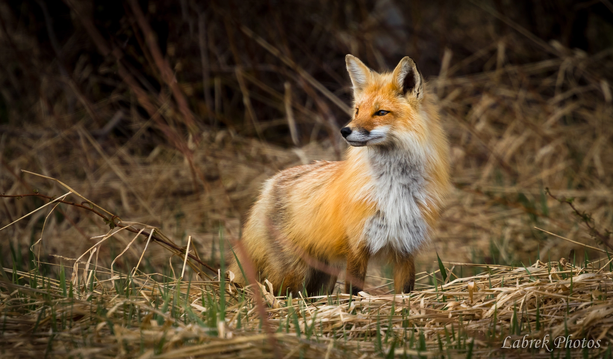 Canon EOS 800D (EOS Rebel T7i / EOS Kiss X9i) sample photo. Canadian fox photography