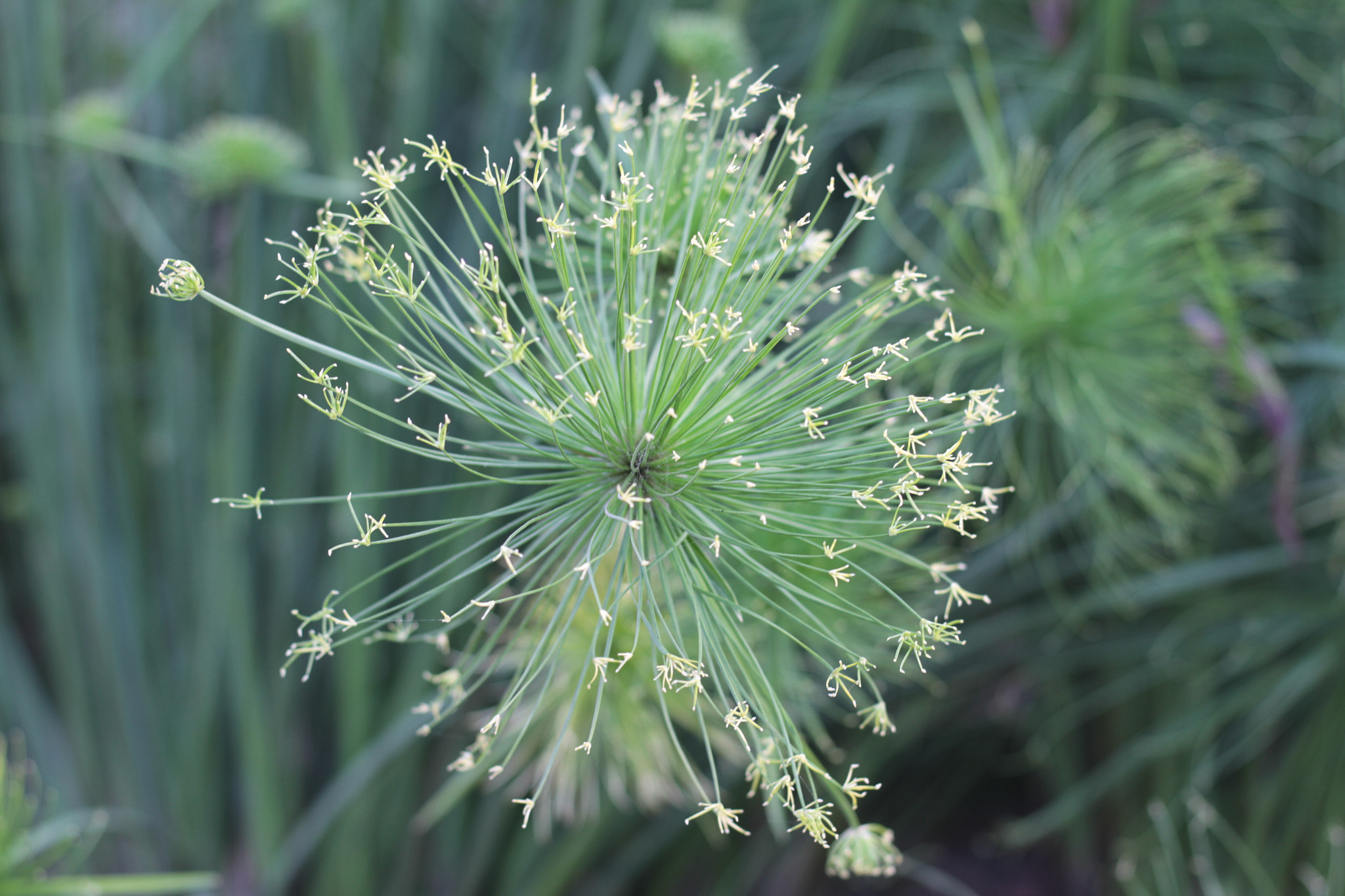 Canon EOS 7D + Canon EF 50mm F1.8 STM sample photo. Img photography