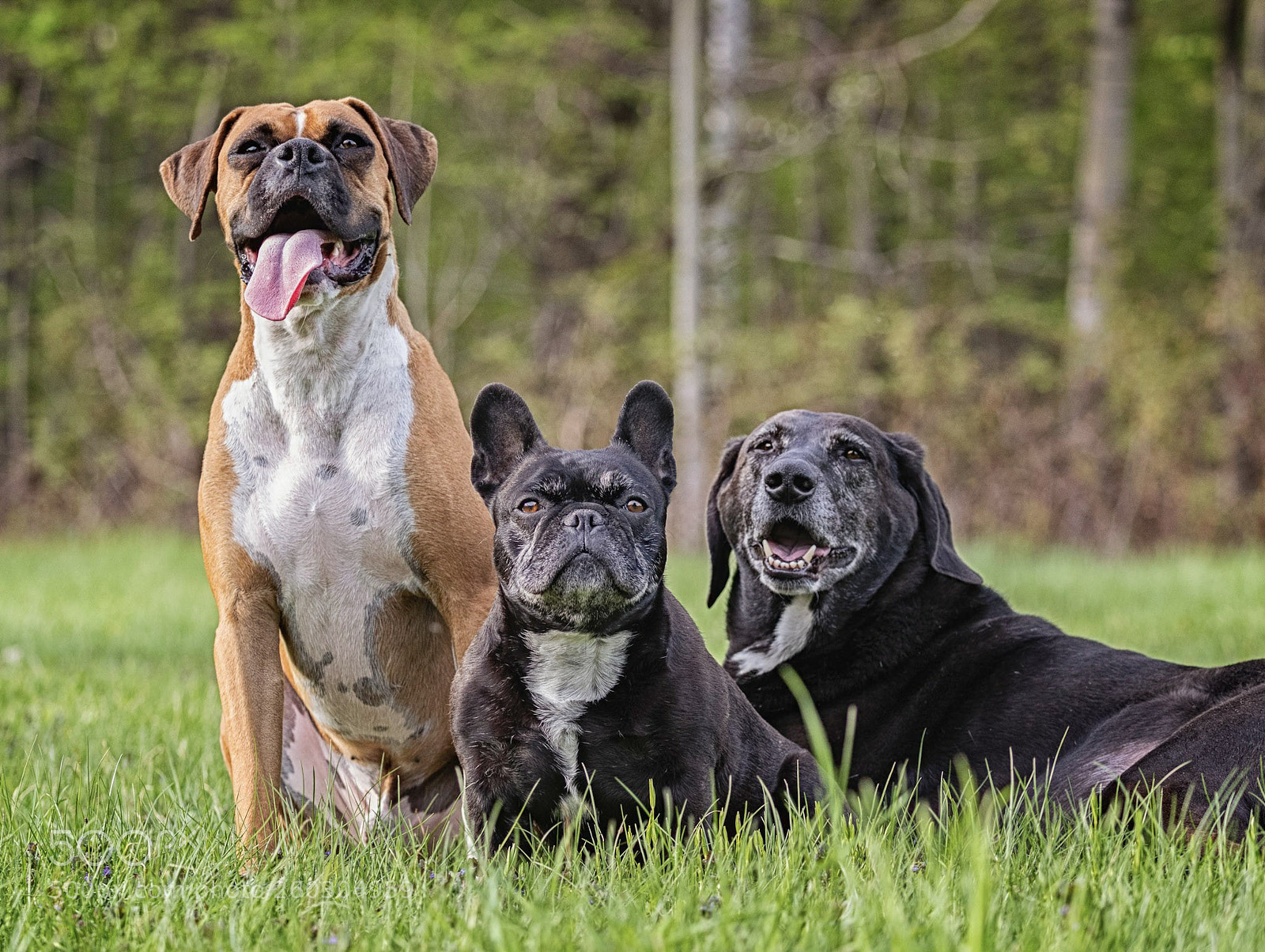 Canon EOS-1D X Mark II sample photo. My pups?? photography