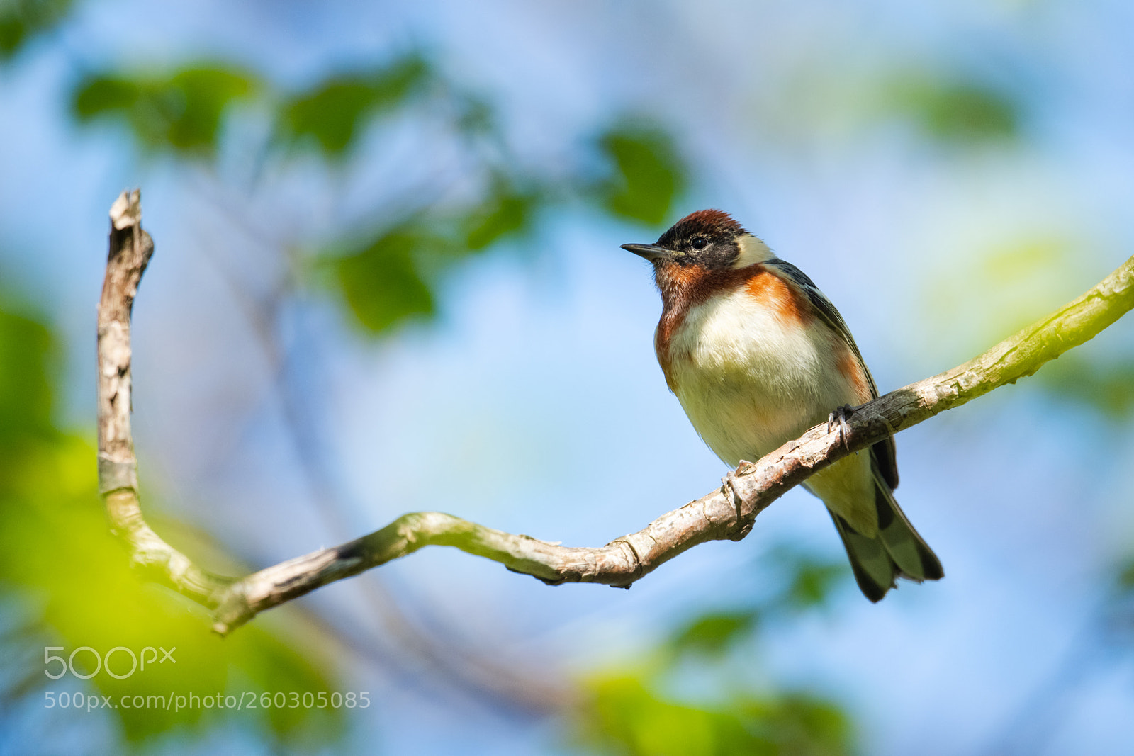 Nikon D850 sample photo. Bay breasted warbler photography