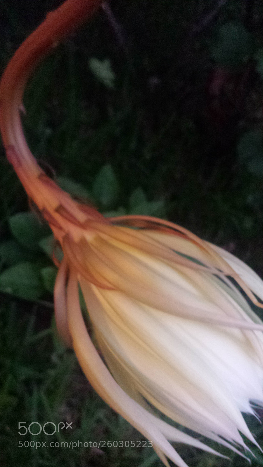 Samsung Galaxy S4 sample photo. Untitled photography
