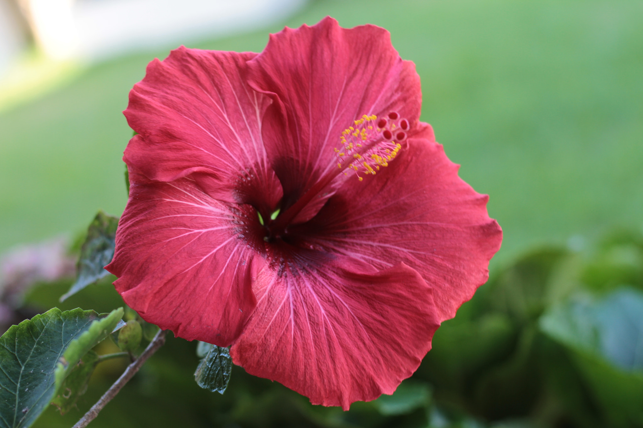 Canon EOS 7D + Canon EF 50mm F1.8 STM sample photo. Img photography