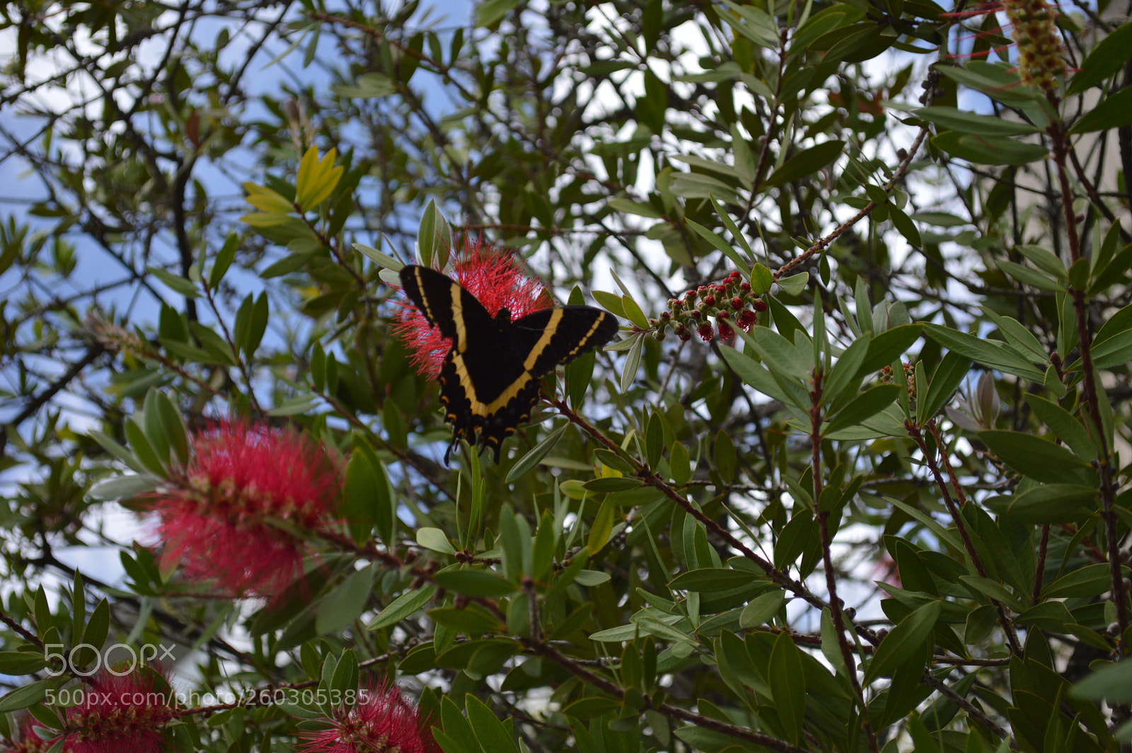 Nikon D3200 sample photo. Mariposita photography