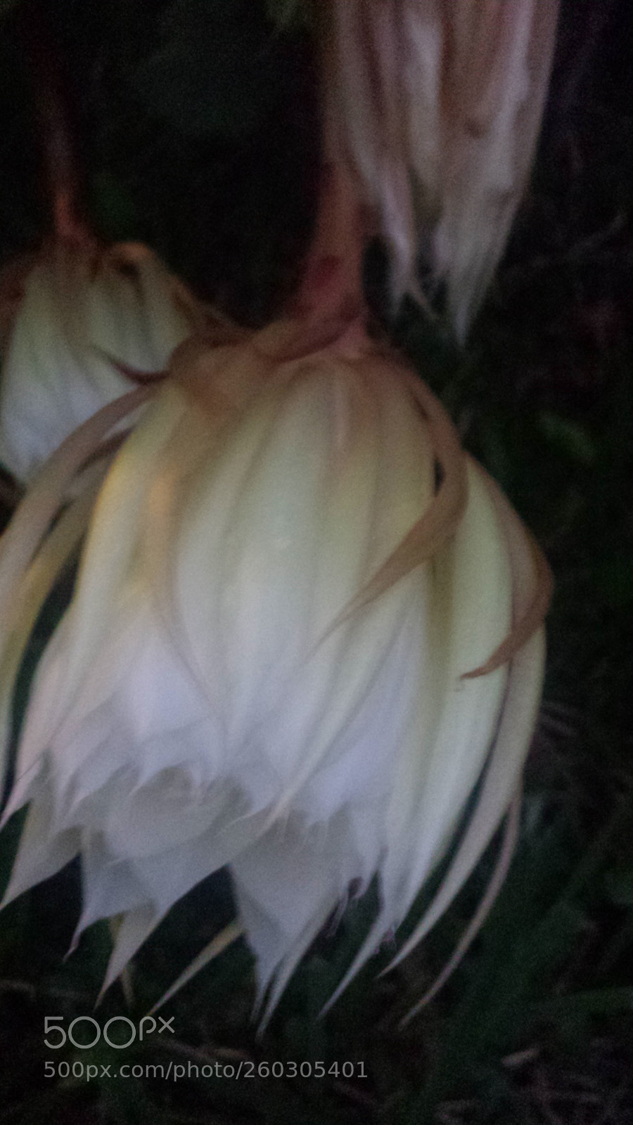 Samsung Galaxy S4 sample photo. Mr. willson night photography
