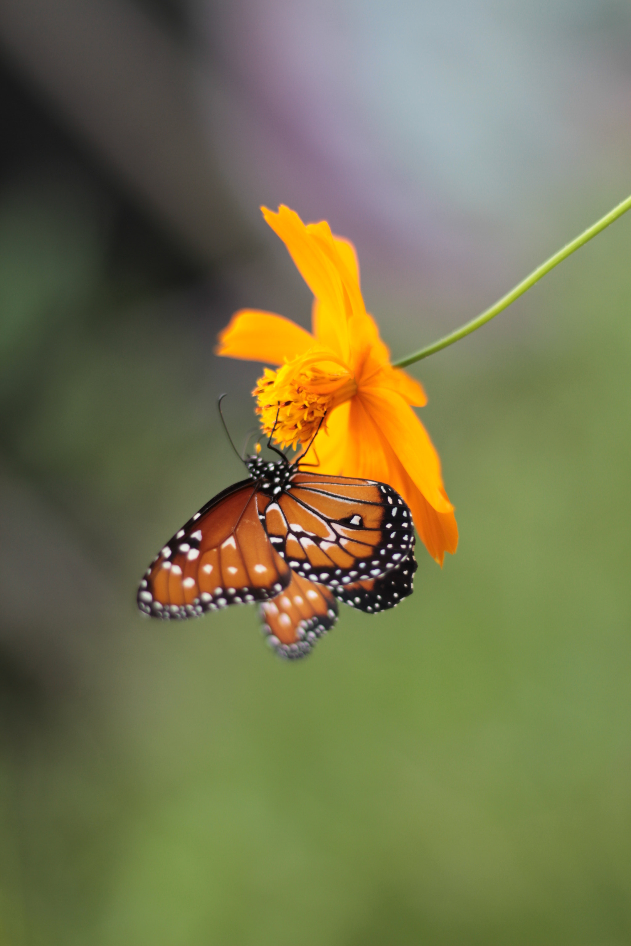 Canon EOS 7D + Canon EF 50mm F1.8 STM sample photo. Img photography