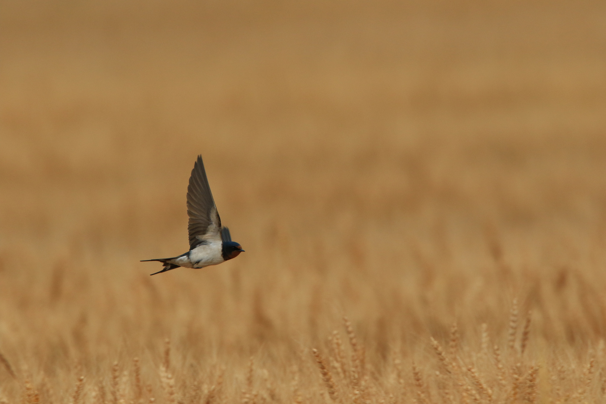 Canon EOS 7D Mark II + Canon EF 400mm F2.8L IS USM sample photo. 初夏 photography