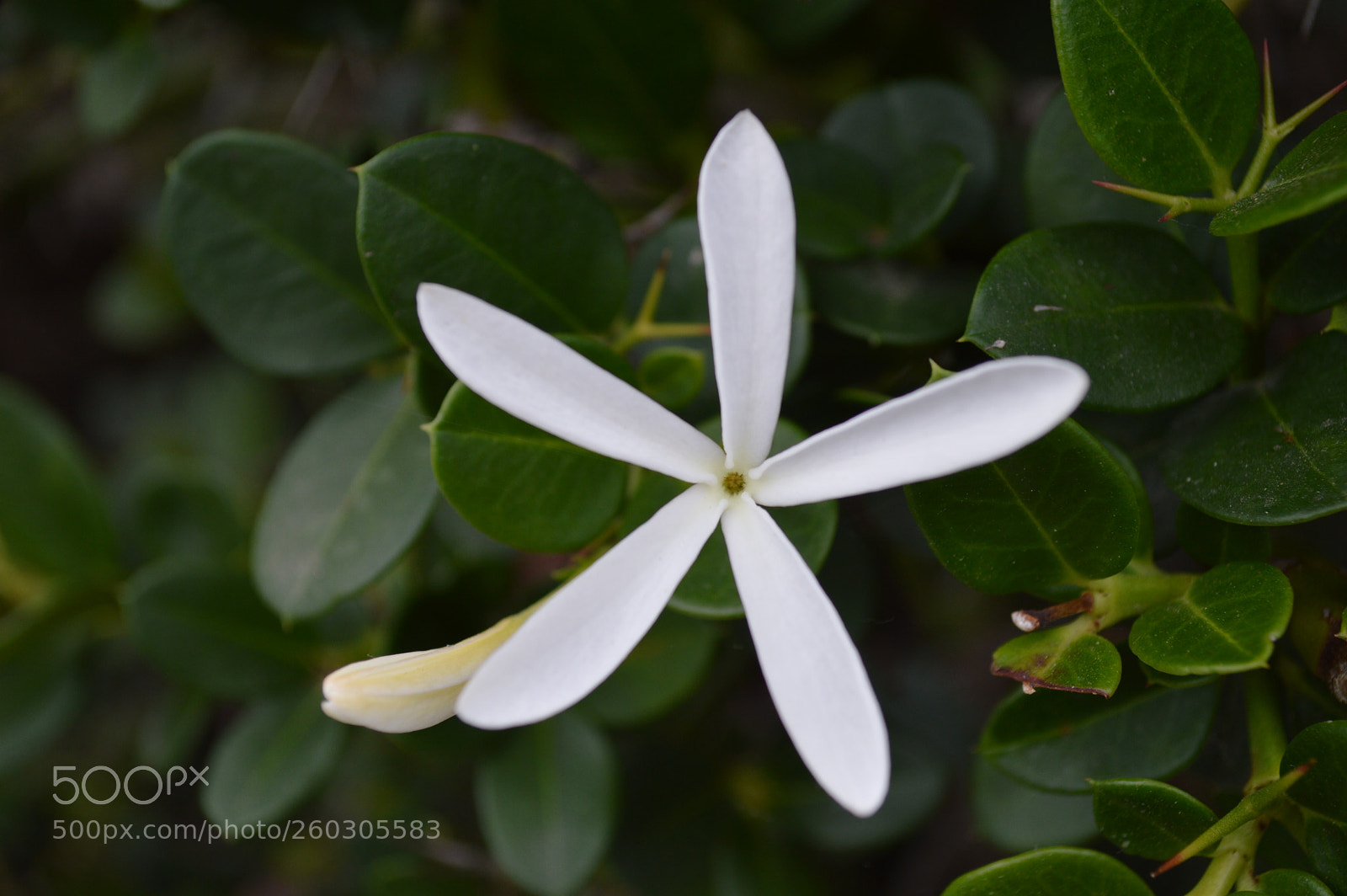 Nikon D3200 sample photo. Pequeña flor photography