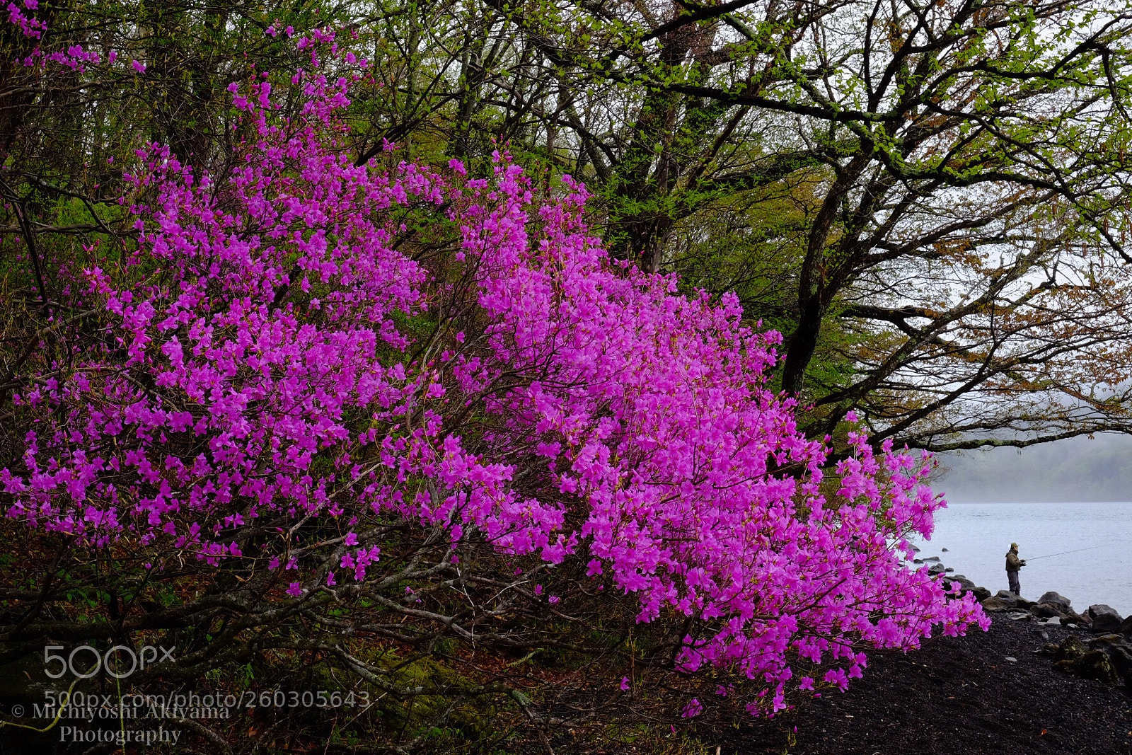 Fujifilm X-T1 sample photo. Azalea blooms photography