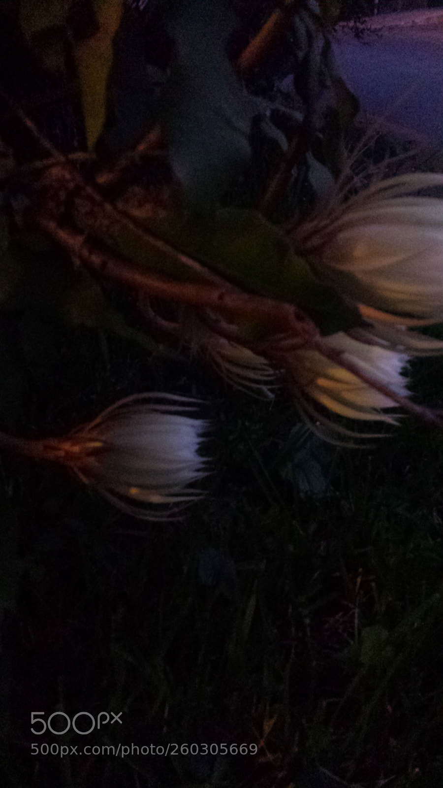 Samsung Galaxy S4 sample photo. Untitled photography