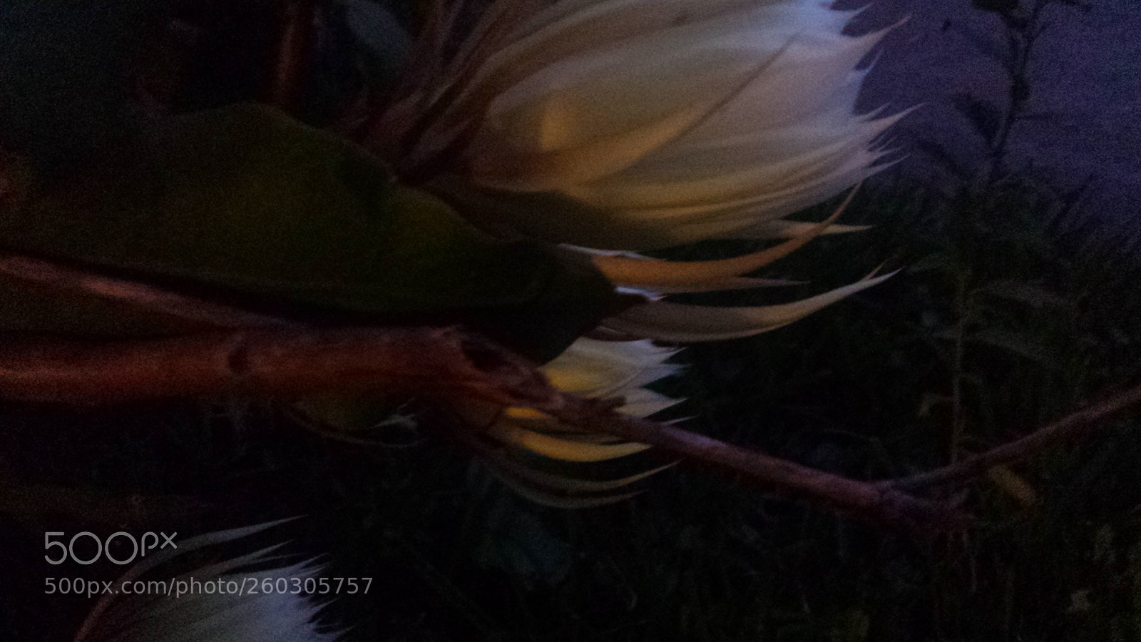 Samsung Galaxy S4 sample photo. Mr. willson night 2 photography