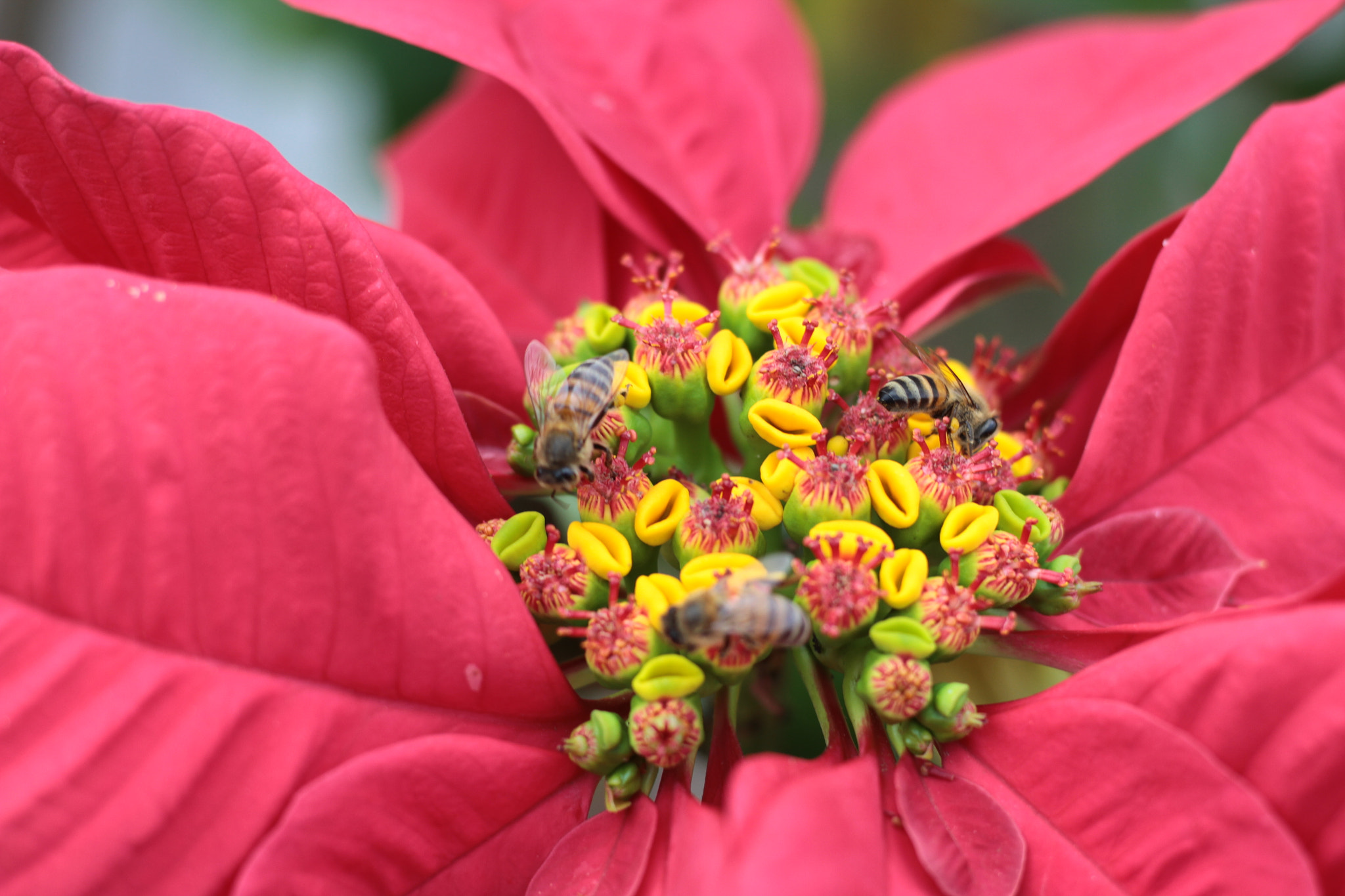 Canon EOS 7D + Canon EF 50mm F1.8 STM sample photo. Img photography
