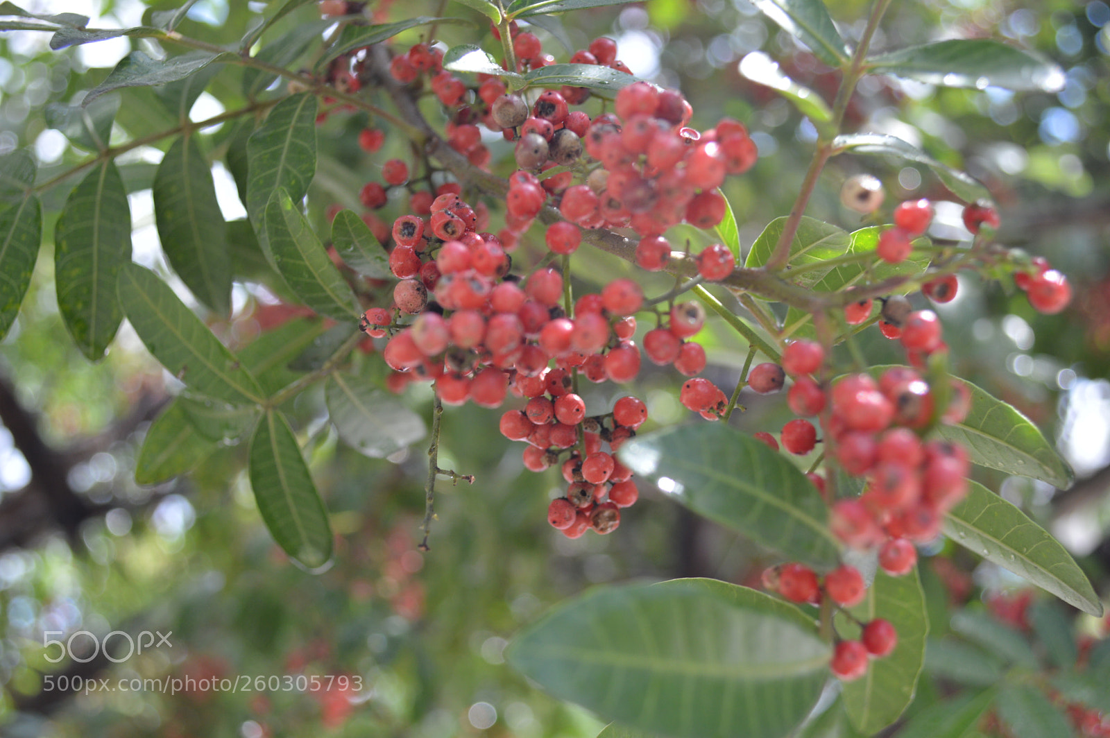 Nikon D3200 sample photo. Los pequeños frutos photography