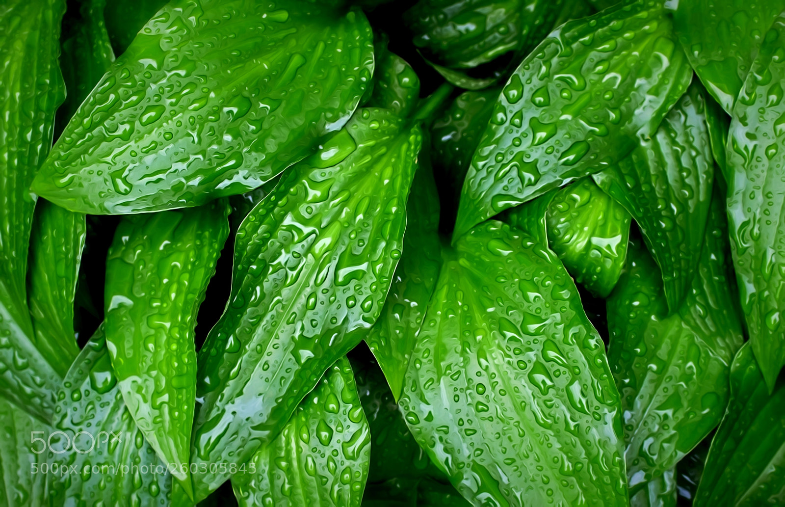 Canon EOS 1300D (EOS Rebel T6 / EOS Kiss X80) sample photo. Rain covered hostas in photography