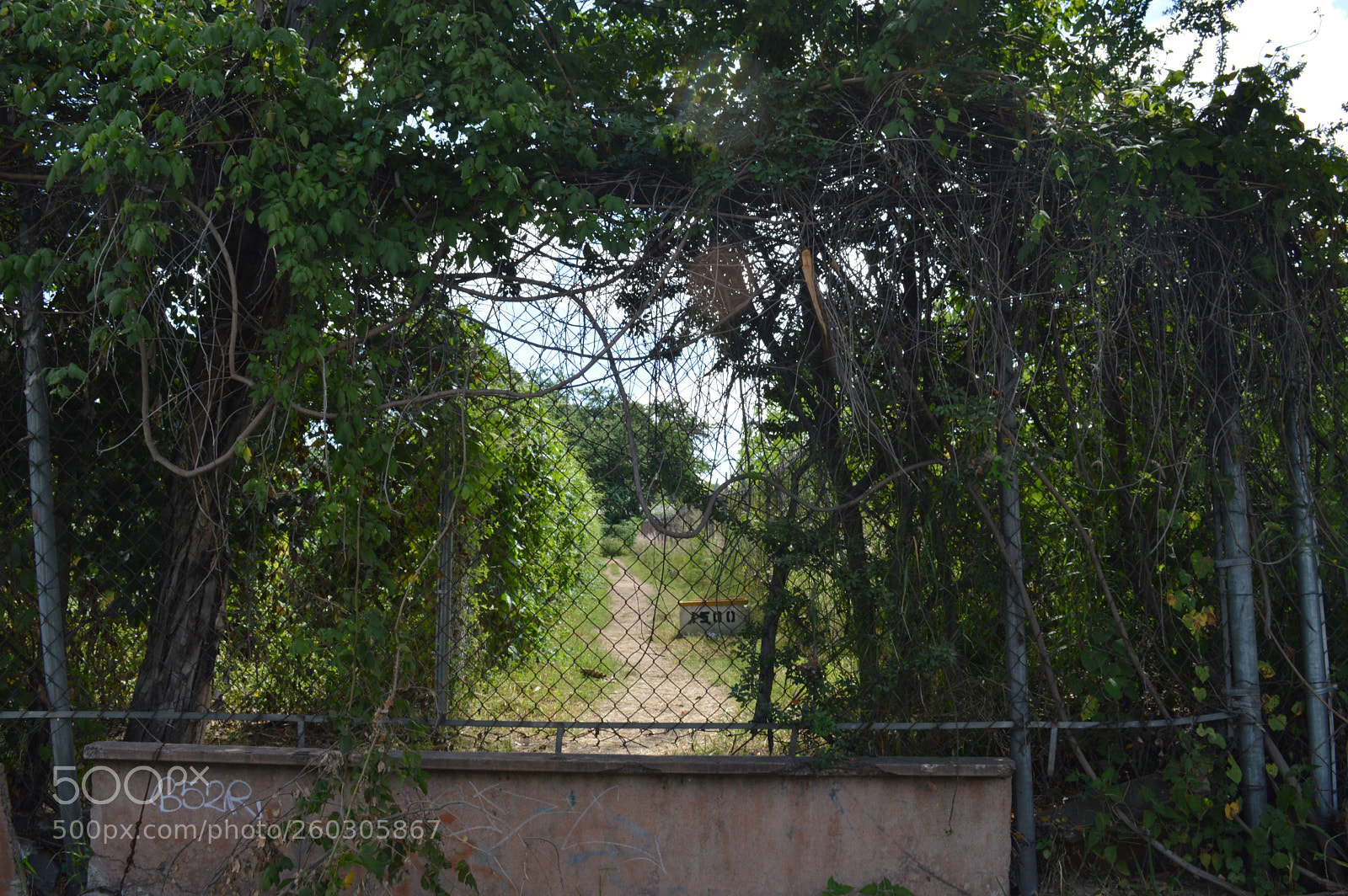 Nikon D3200 sample photo. La jungla photography