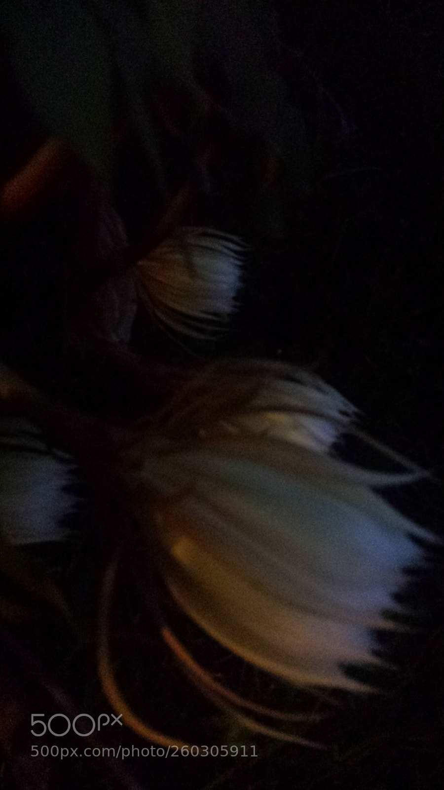 Samsung Galaxy S4 sample photo. Mr. willson 3 photography