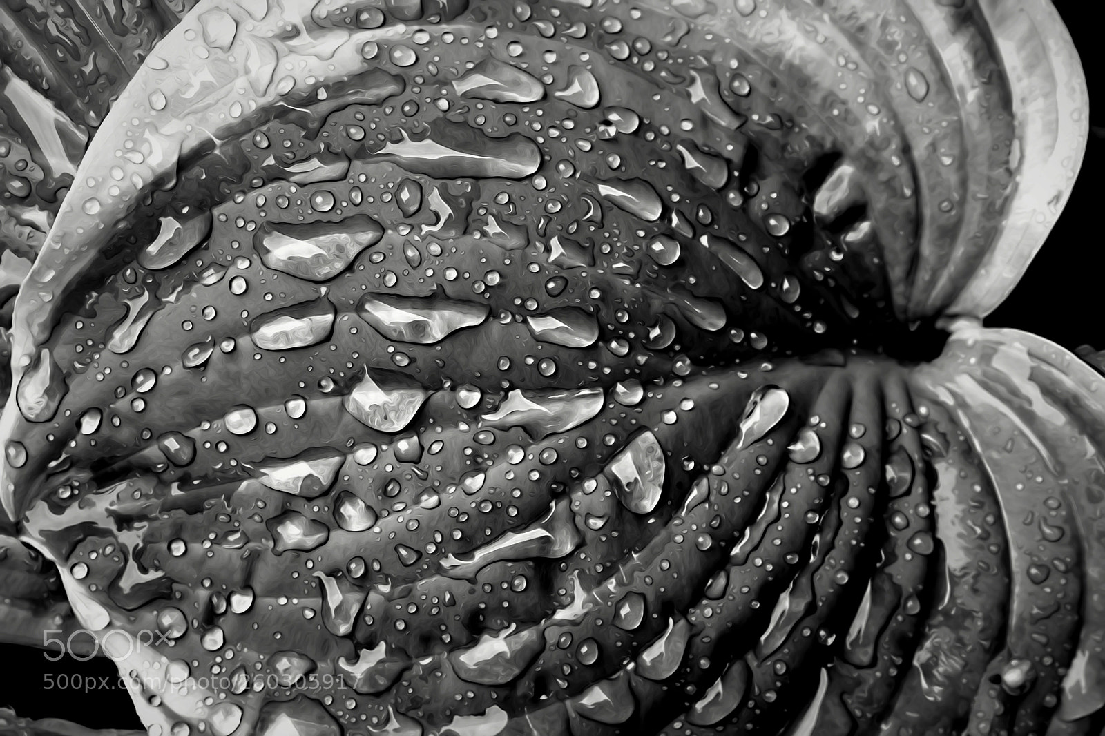 Canon EOS 1300D (EOS Rebel T6 / EOS Kiss X80) sample photo. Rain covered host in photography