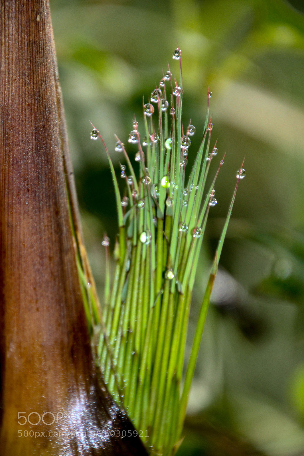Canon EOS 7D sample photo. Dewdrops photography