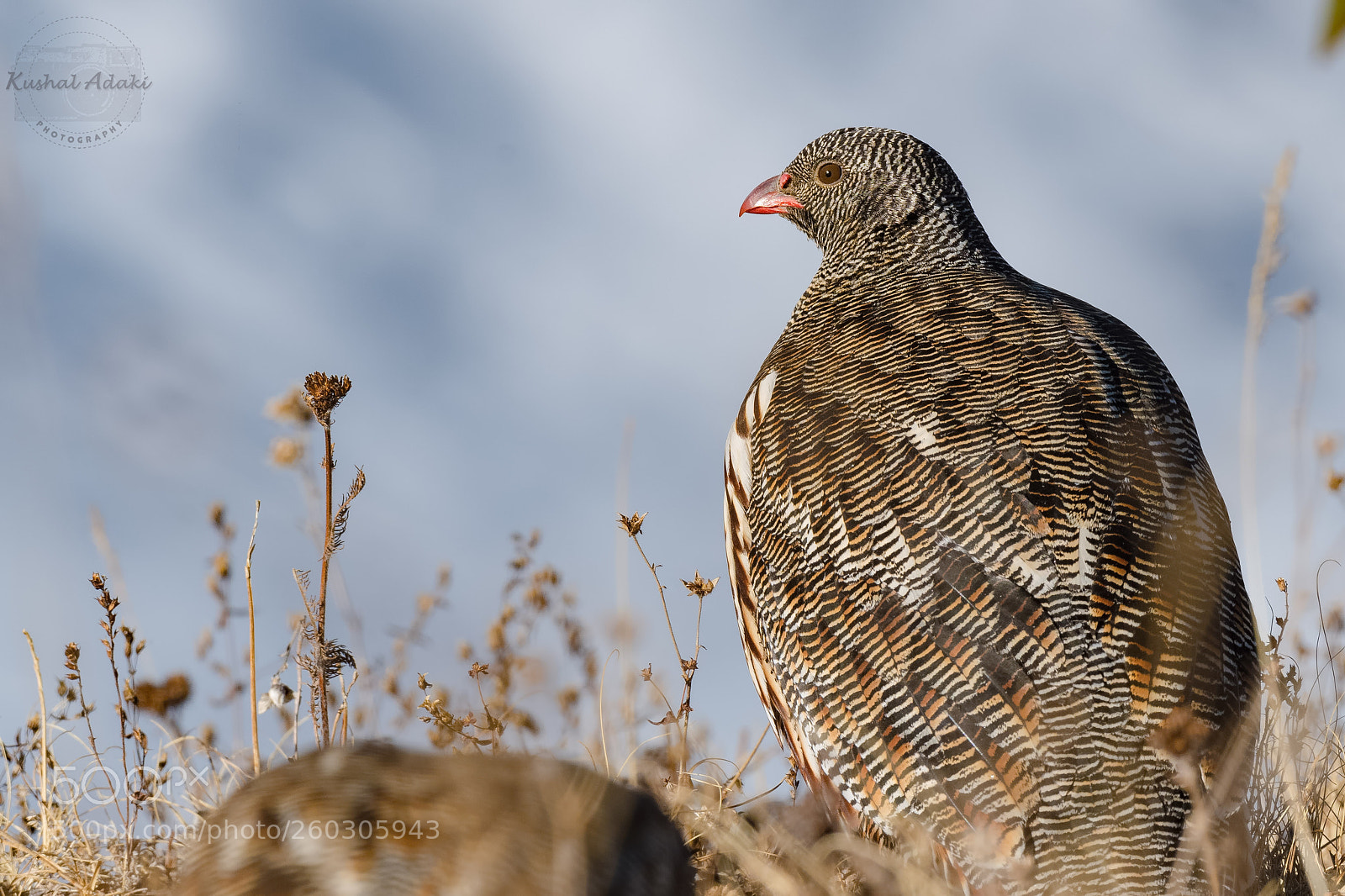 Nikon D500 sample photo. Snow partridge (male) photography