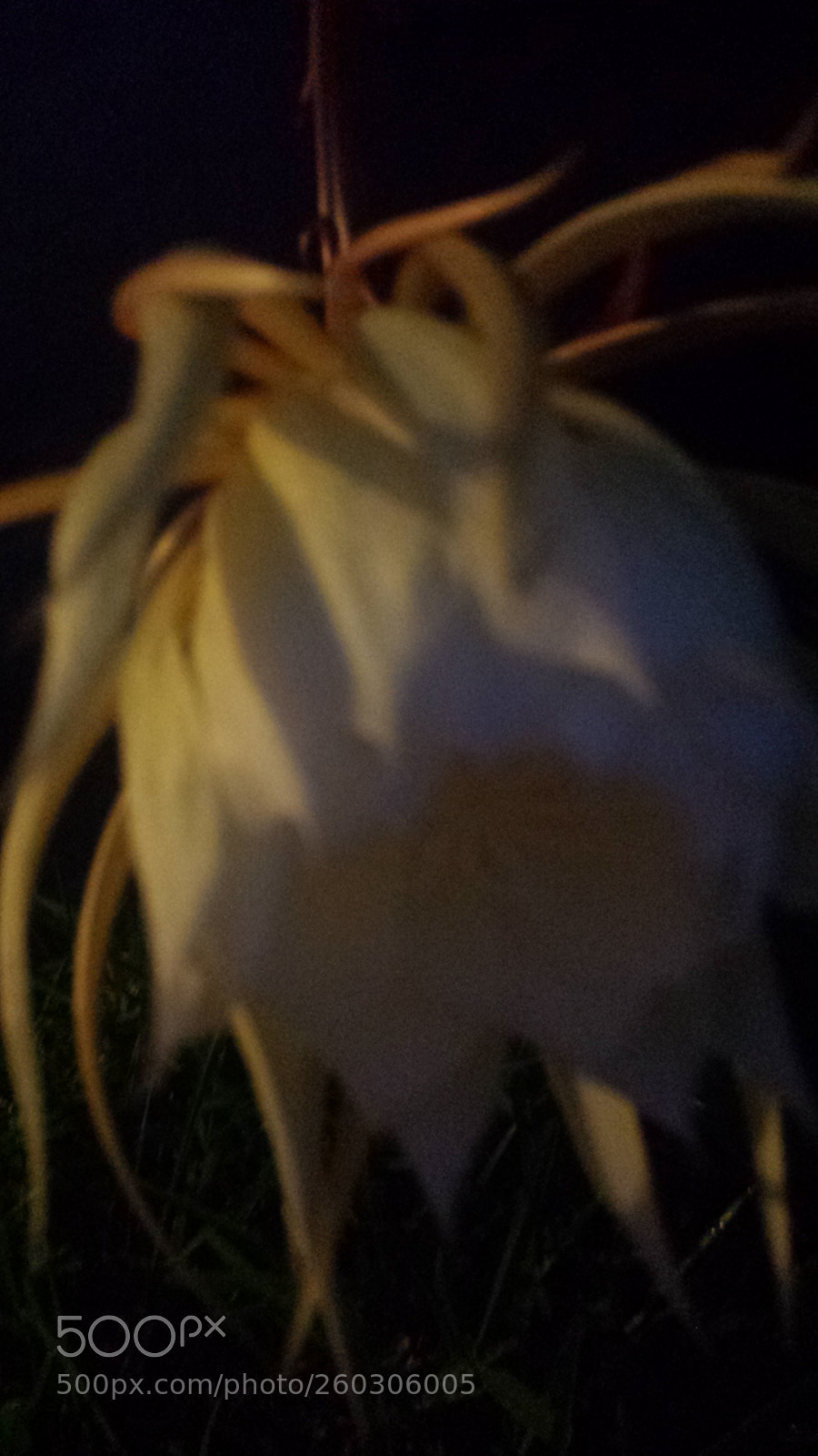 Samsung Galaxy S4 sample photo. Untitled photography