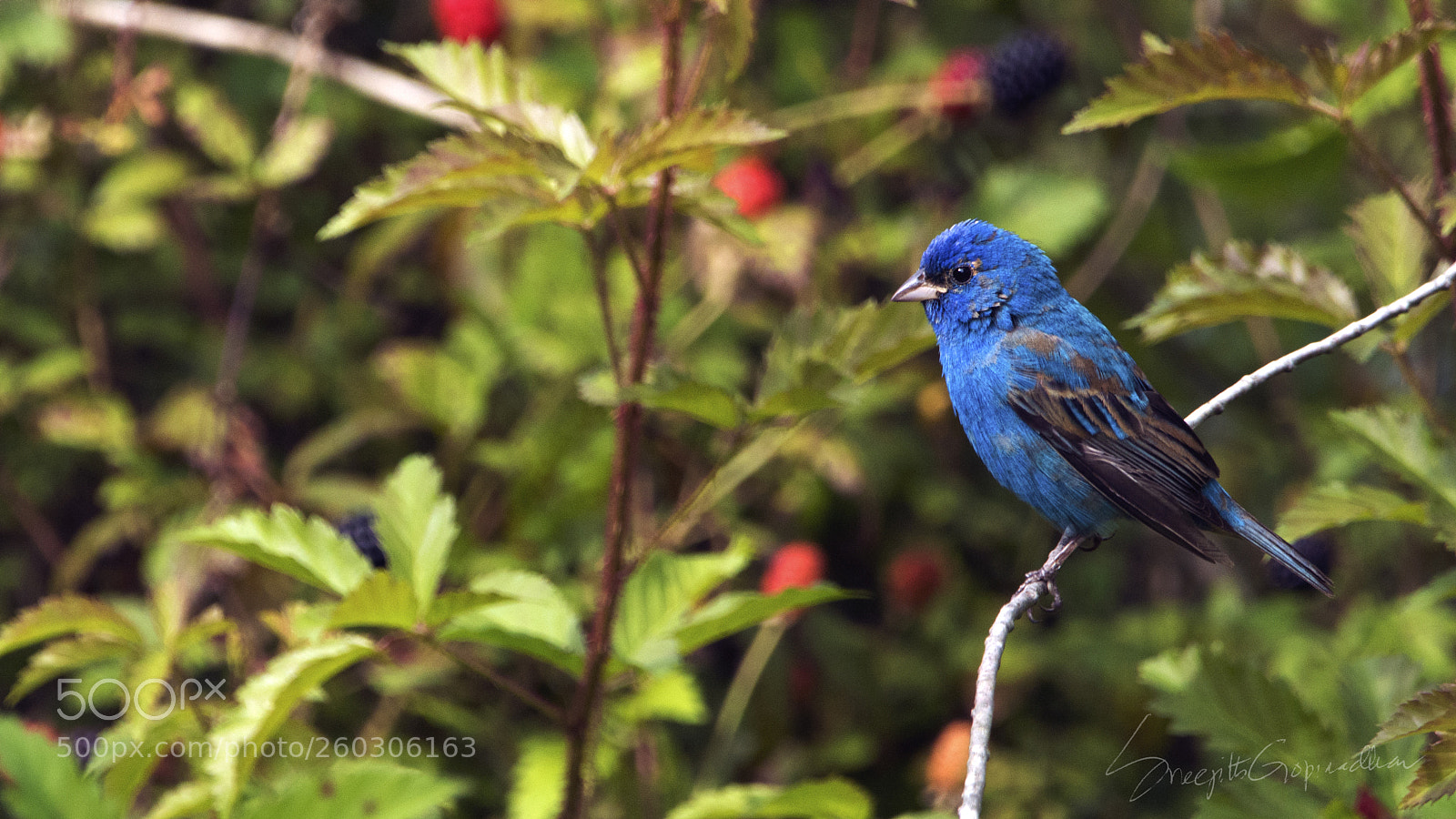 Nikon D7100 sample photo. Indigo bunting! photography
