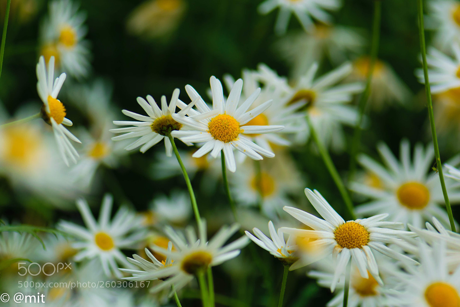 Nikon D3300 sample photo. Flowers photography