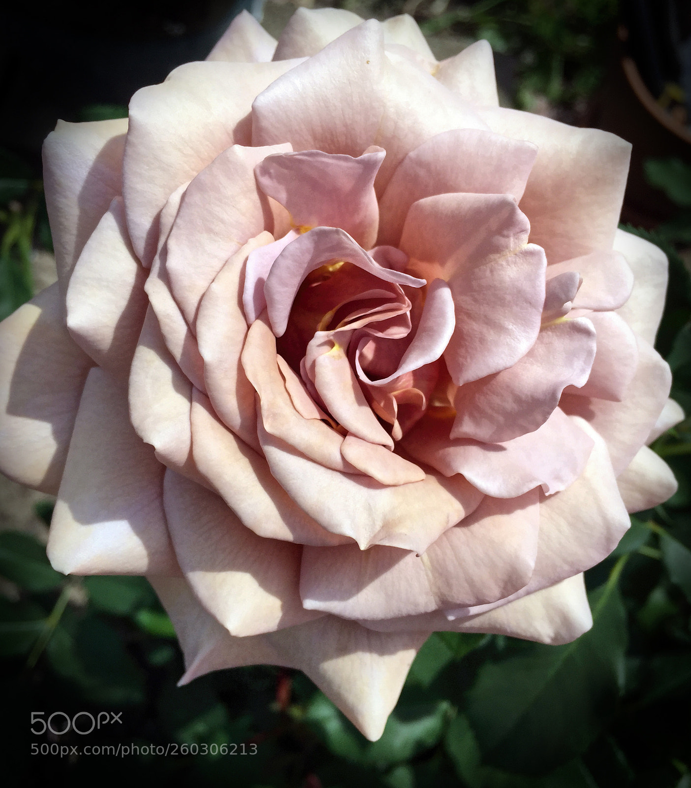 Apple iPhone 6 Plus sample photo. Untitled photography