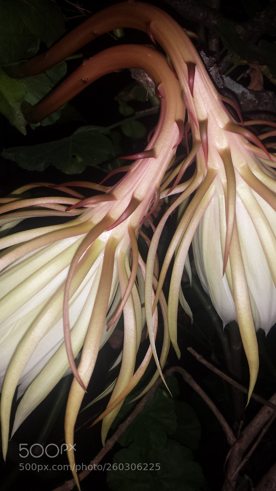 Samsung Galaxy S4 sample photo. Untitled photography