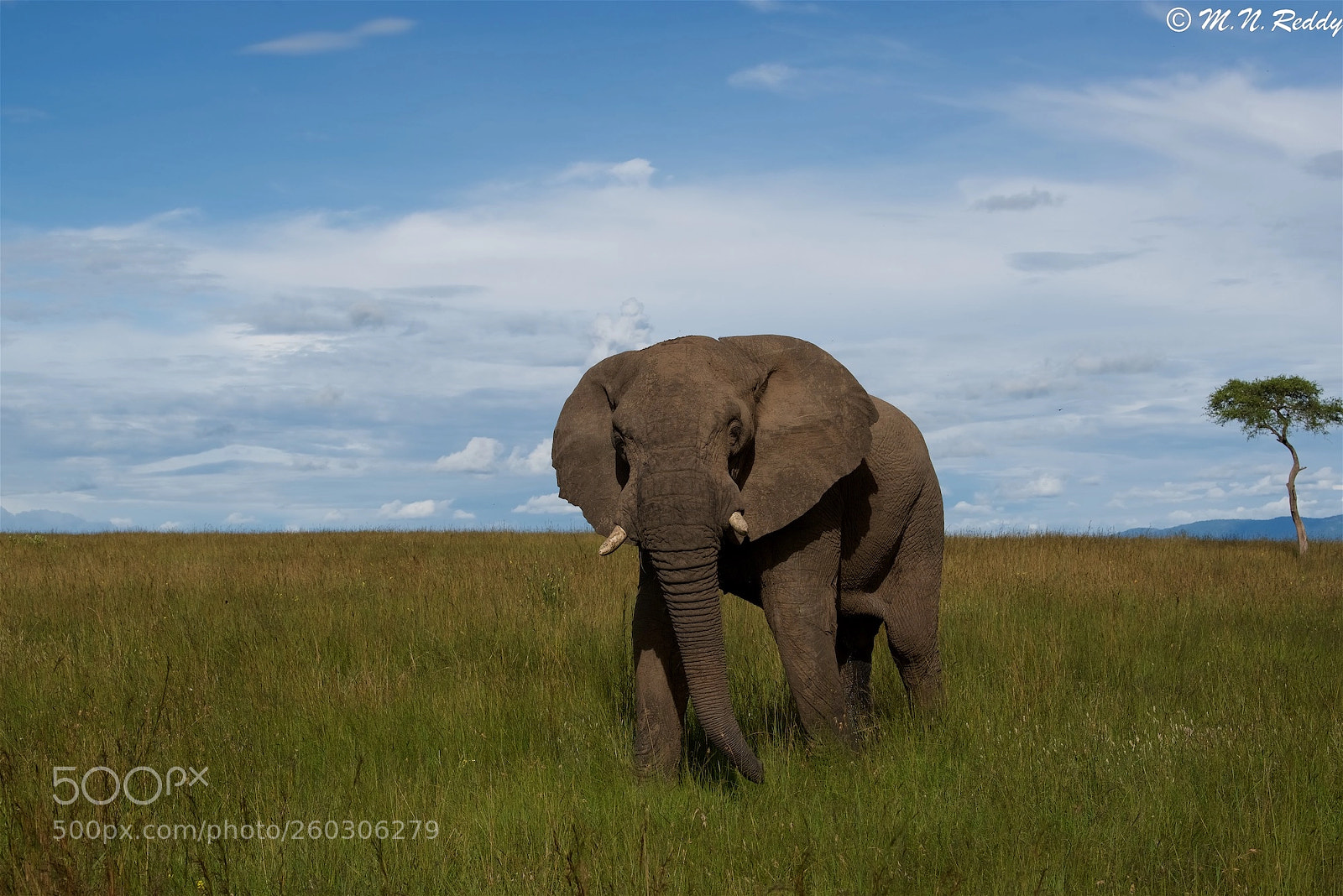 Nikon D750 sample photo. Elephant - mara photography