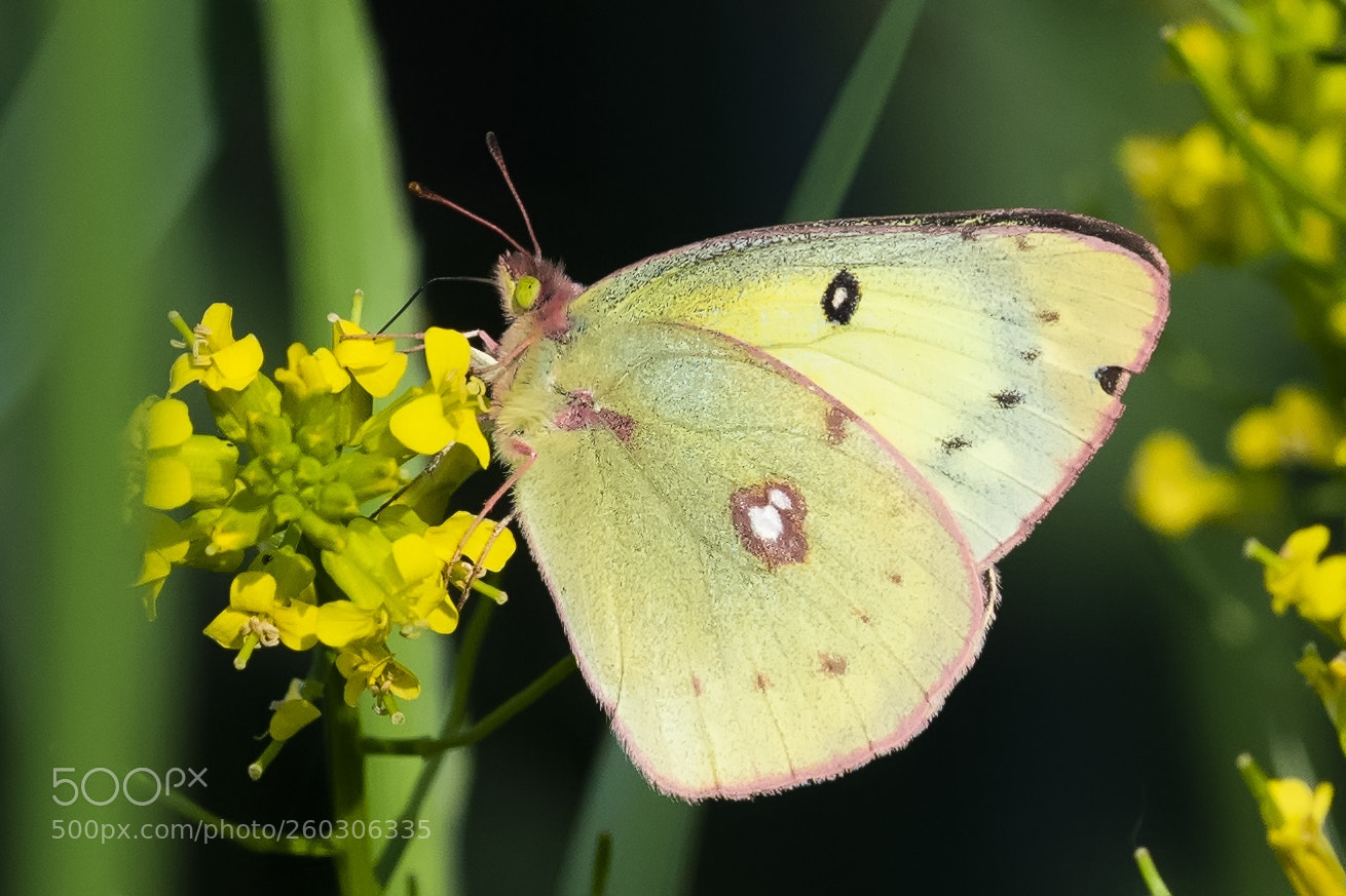 Nikon D850 sample photo. Butterfly yellow flower photography