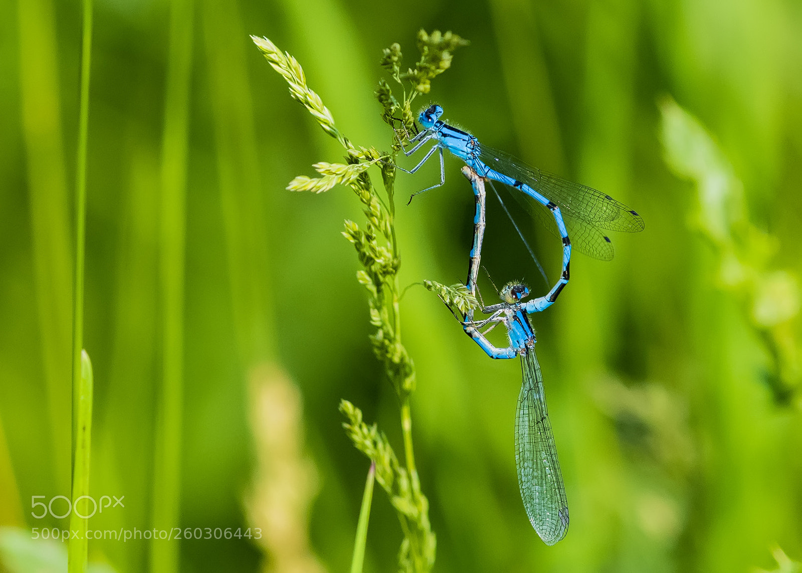 Nikon D850 sample photo. Blue dragonflies mating photography