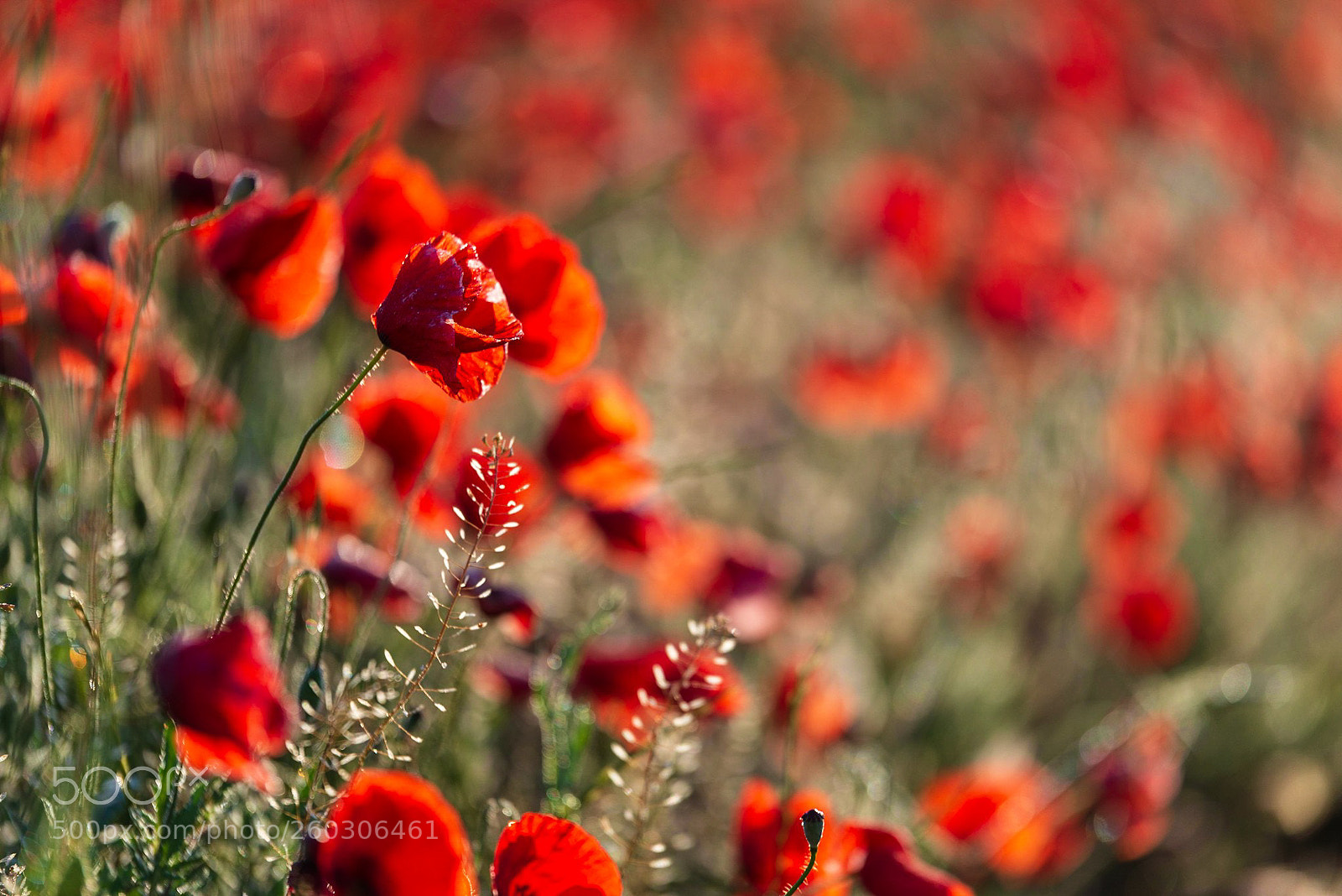 Nikon D610 sample photo. Untitled photography