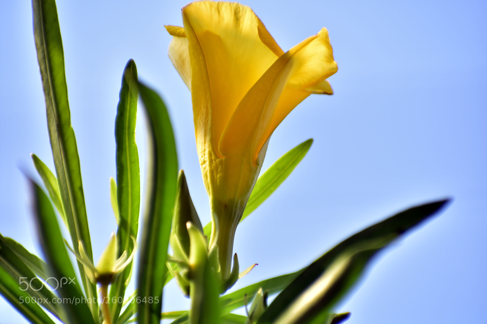 Nikon D7200 sample photo. Flower photography