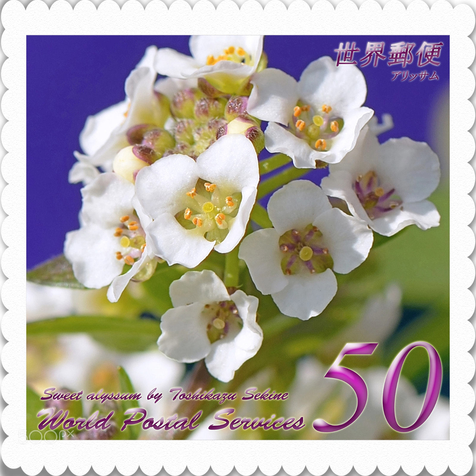 Nikon D800E sample photo. Sweet alyssum photography