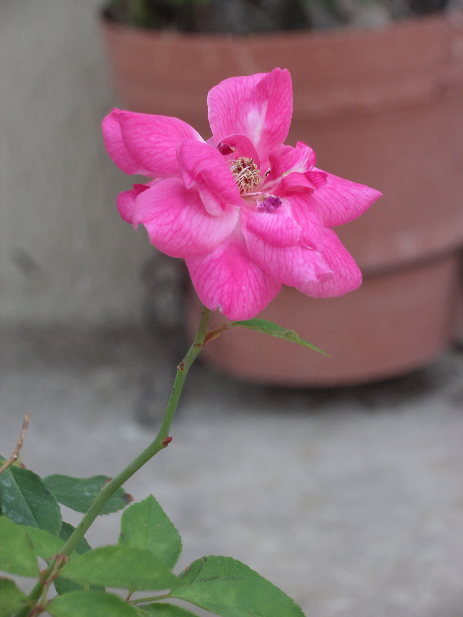 Samsung WB30F/WB31F/WB32F sample photo. ... photography