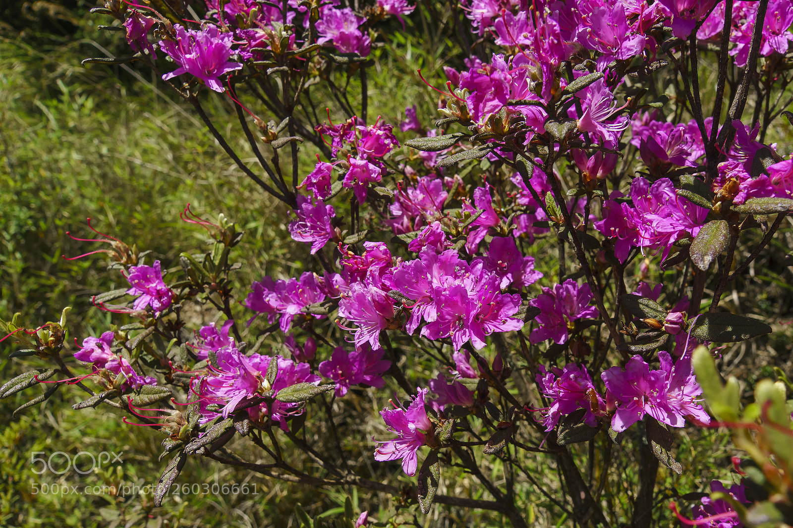 Sony ILCA-77M2 sample photo. 台灣高山特有植物 紅毛杜鵑 photography