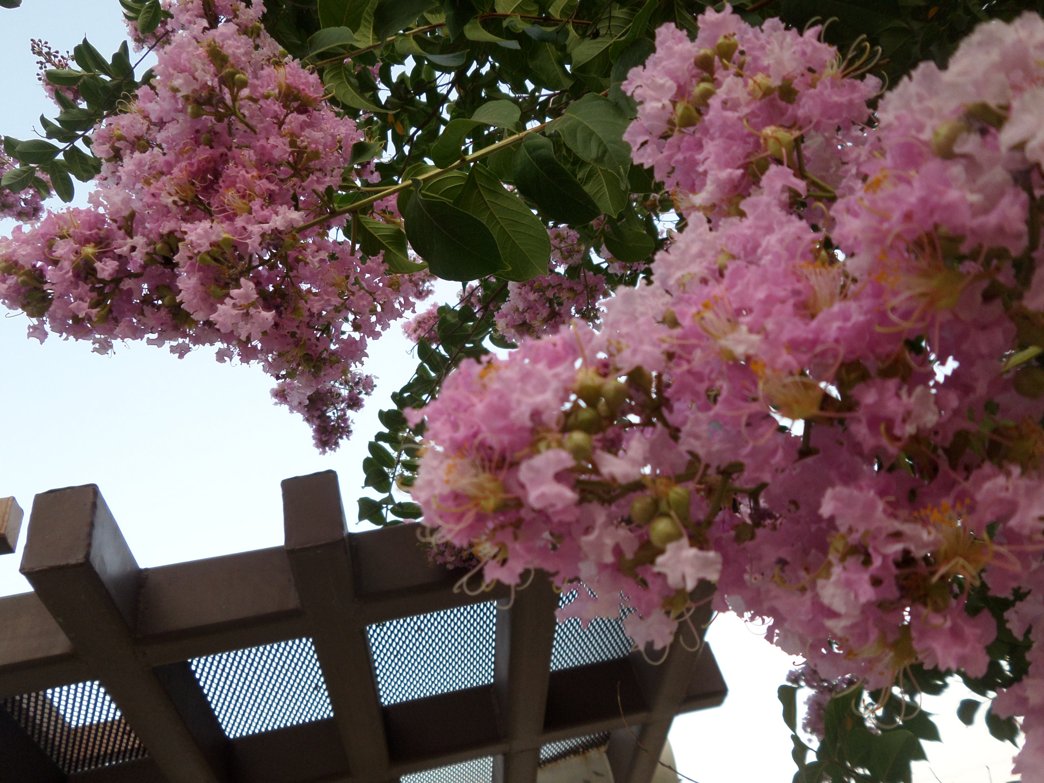 Samsung WB30F/WB31F/WB32F sample photo. 🌳 photography