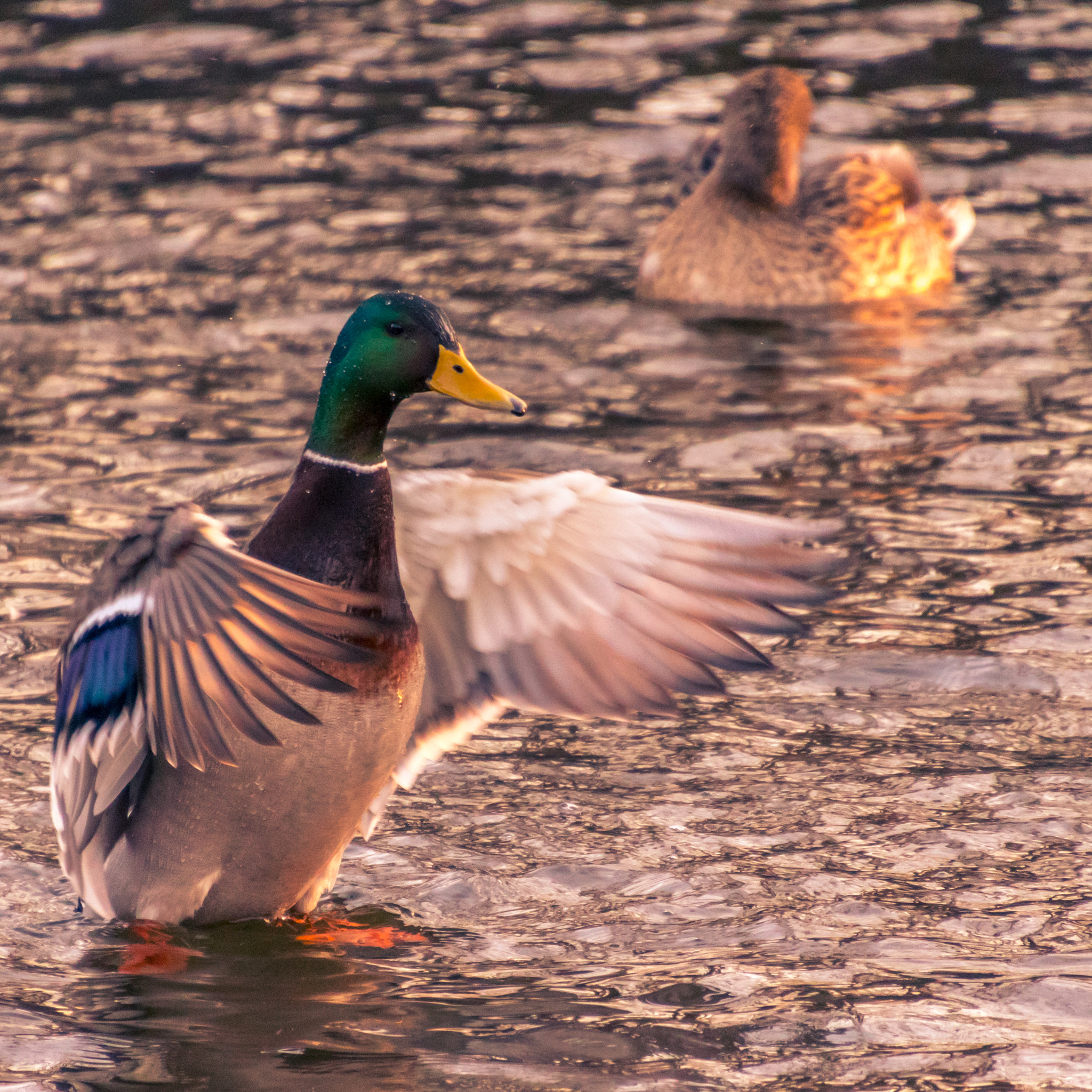 Canon EOS 800D (EOS Rebel T7i / EOS Kiss X9i) sample photo. Ducks at dusk photography