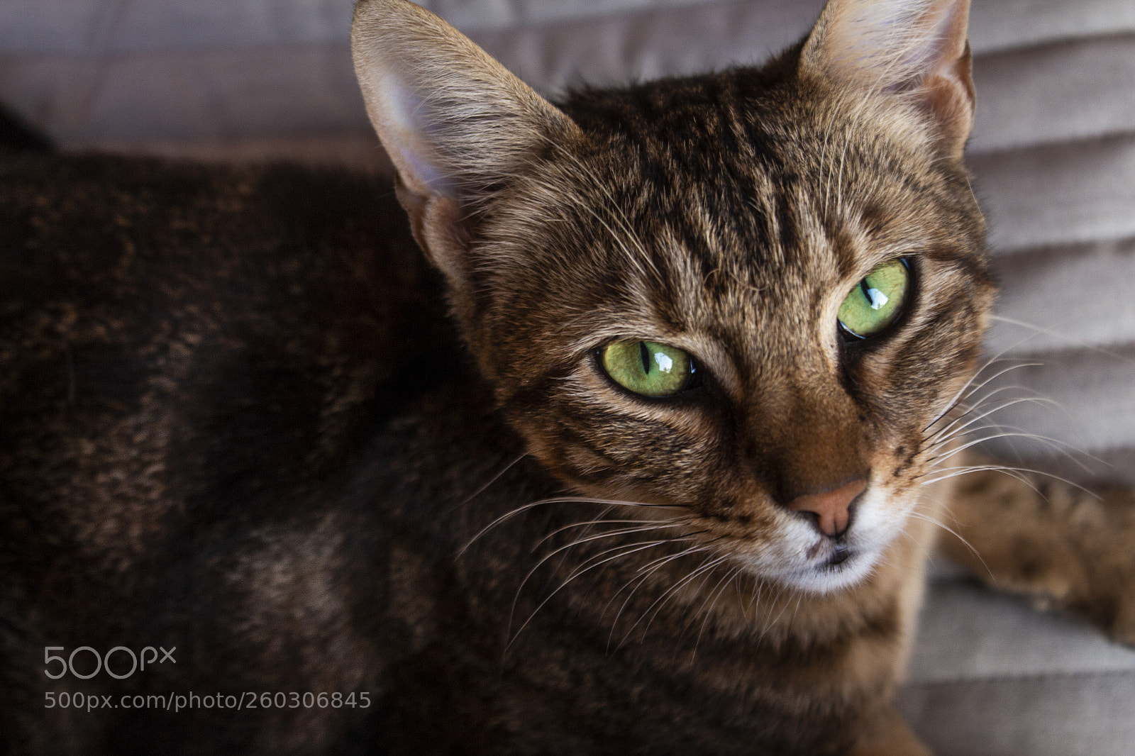 Canon EOS 650D (EOS Rebel T4i / EOS Kiss X6i) sample photo. Jade photography