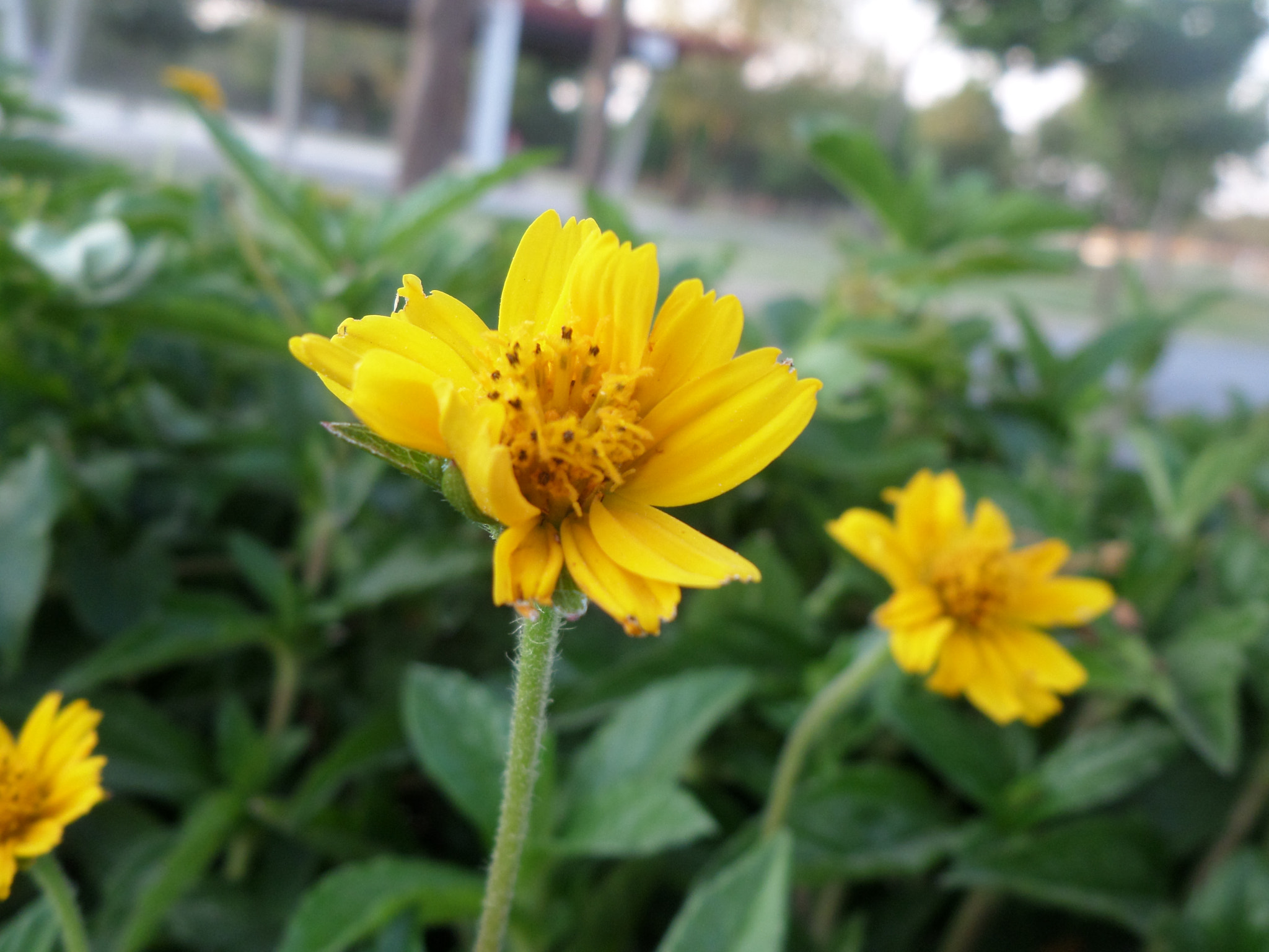 Samsung WB30F/WB31F/WB32F sample photo. Color sol. photography