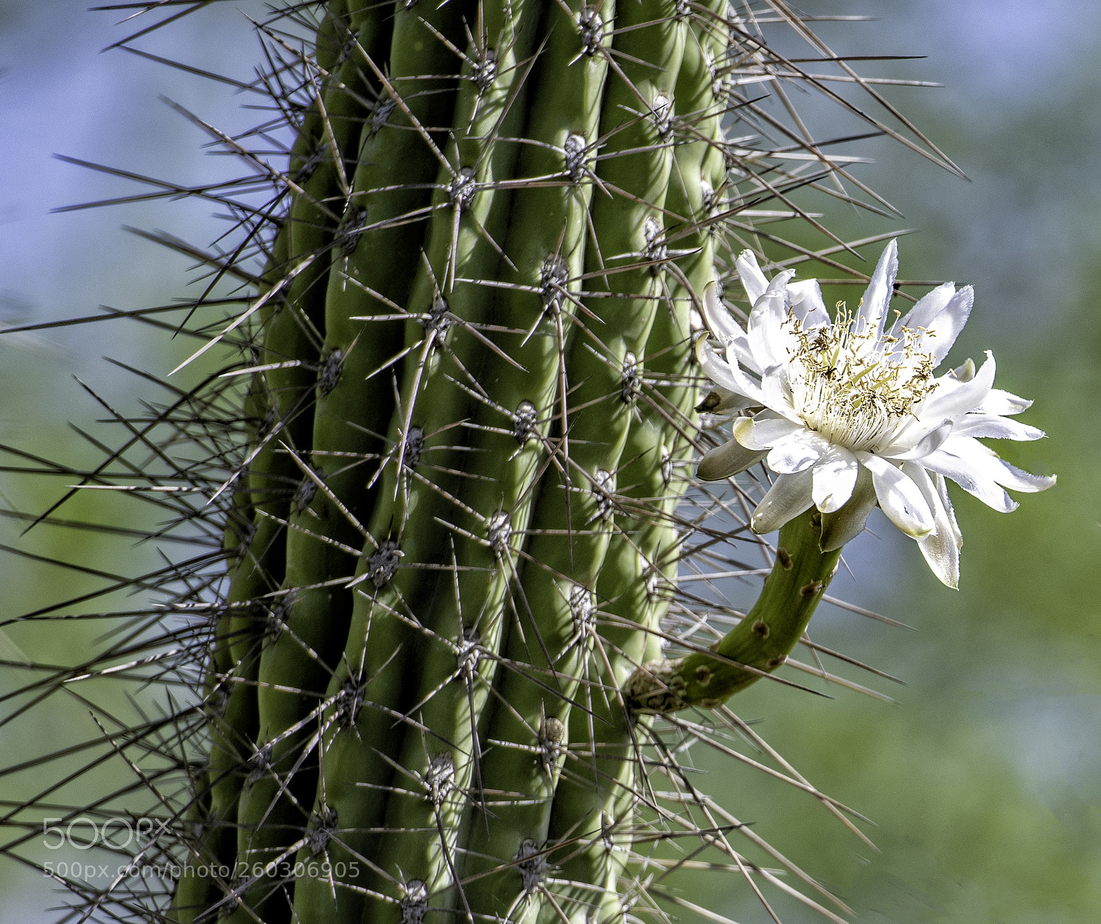 Nikon D850 sample photo. Desert bloom photography
