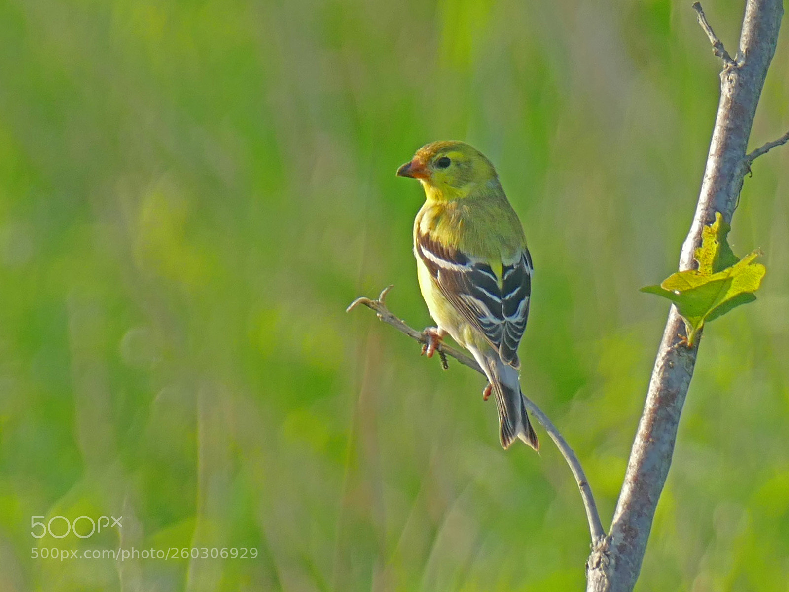 Panasonic Lumix DMC-FZ1000 sample photo. Yellow finch photography