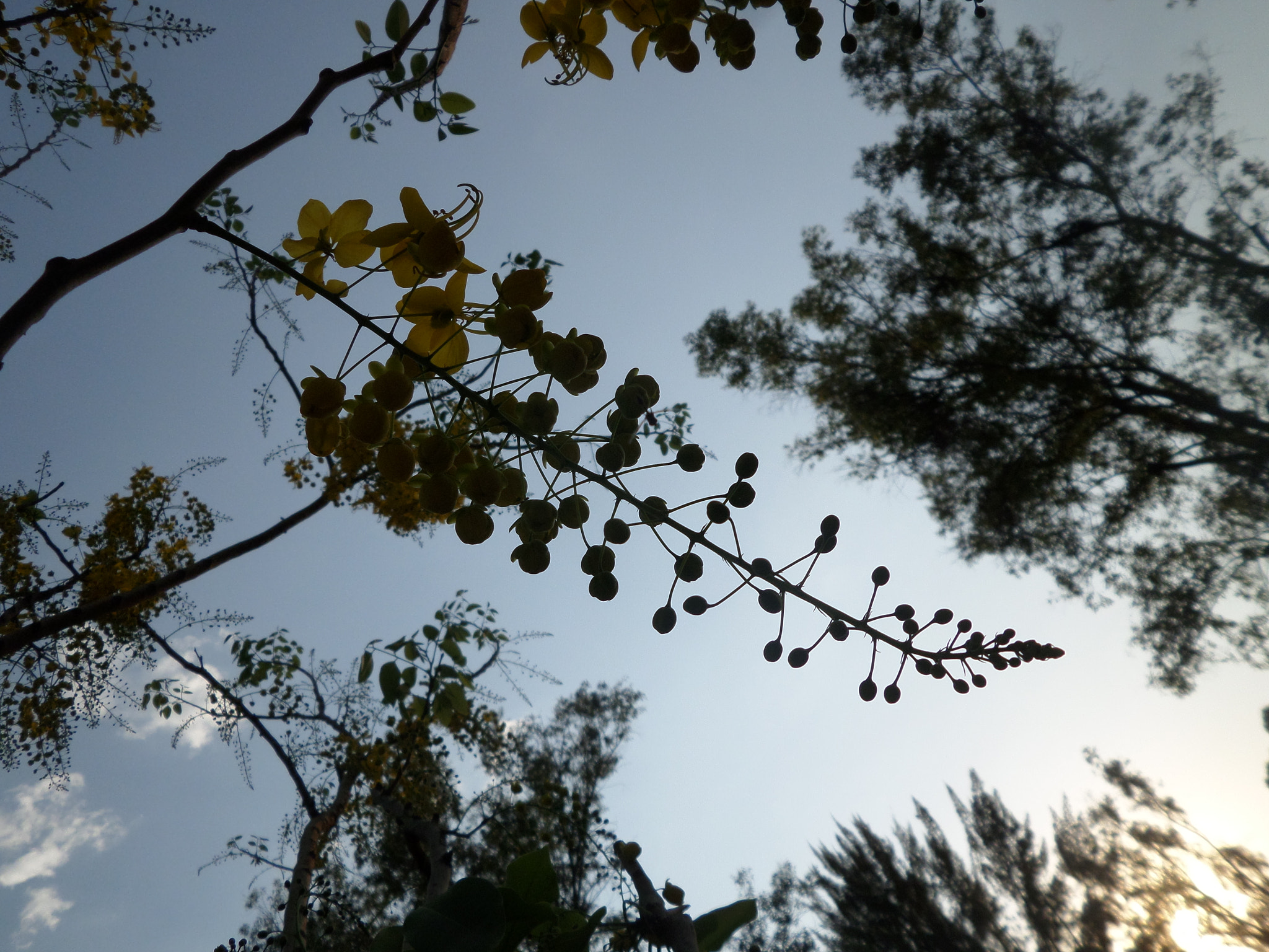 Samsung WB30F/WB31F/WB32F sample photo. 🍃 photography