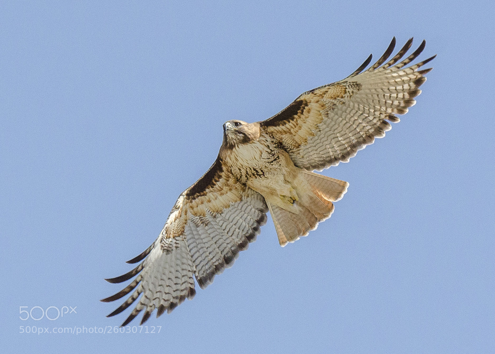 Nikon D7000 sample photo. Redtail hawk photography