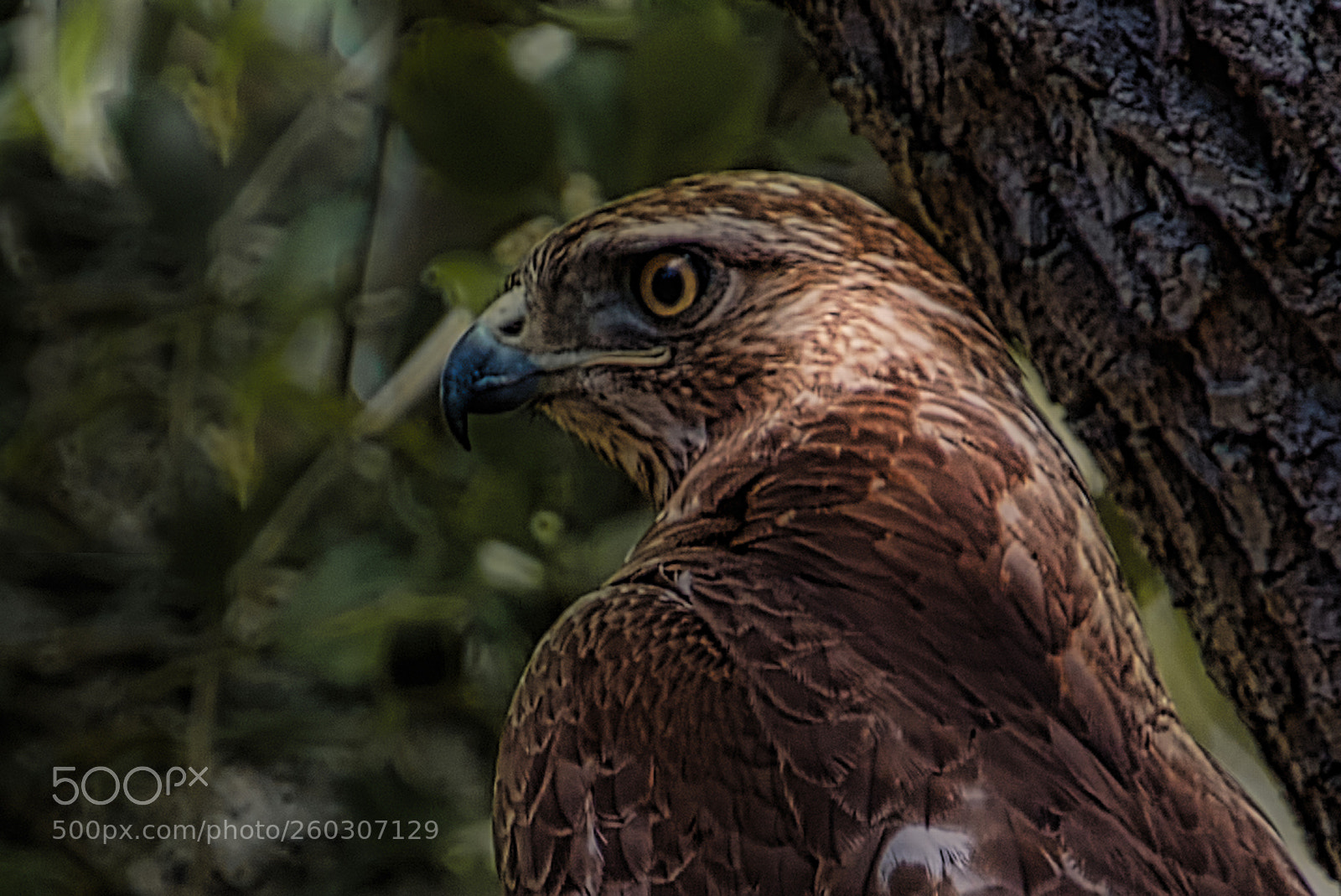 Nikon D7200 sample photo. Pinckney island hawk photography