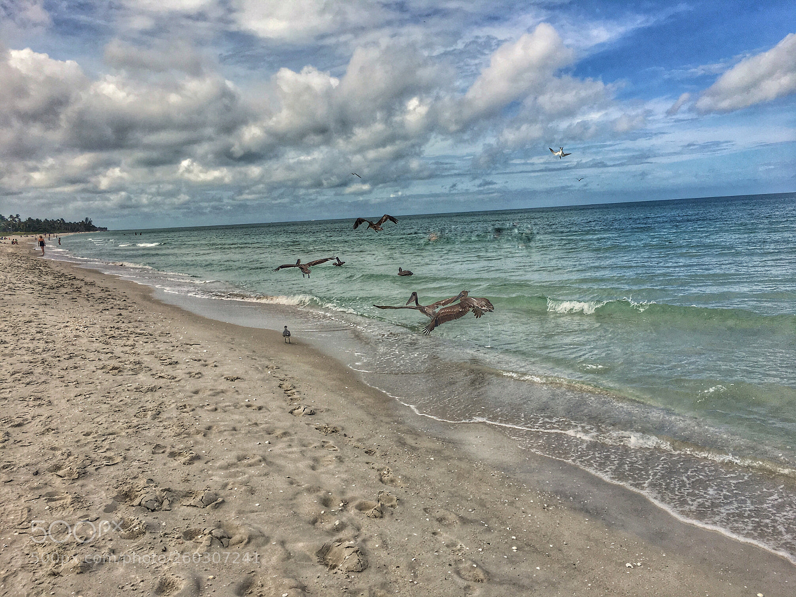 Apple iPhone 6s sample photo. Pelicans photography