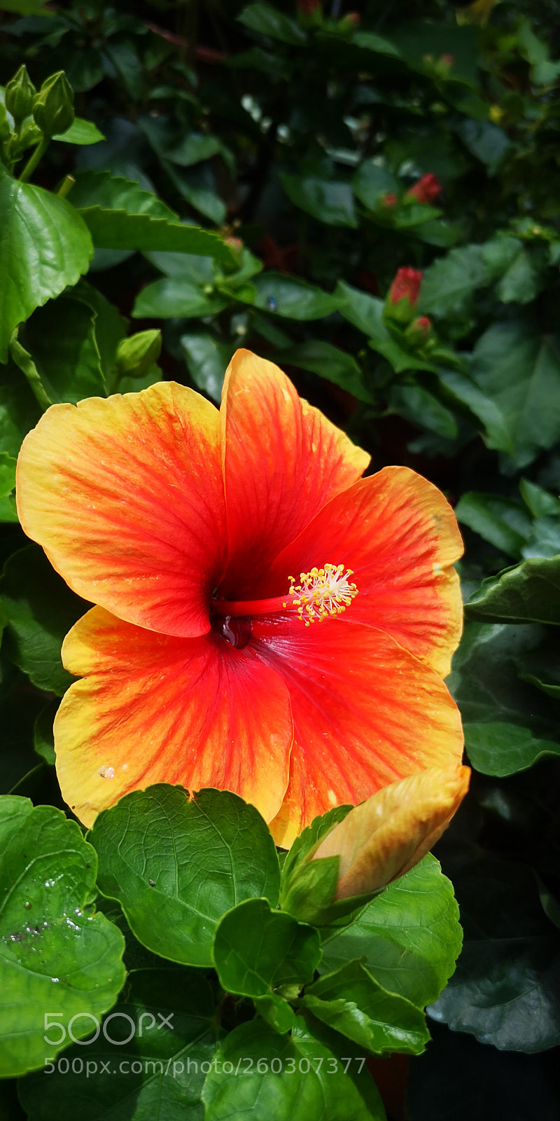 HUAWEI P20 sample photo. 大红花 photography