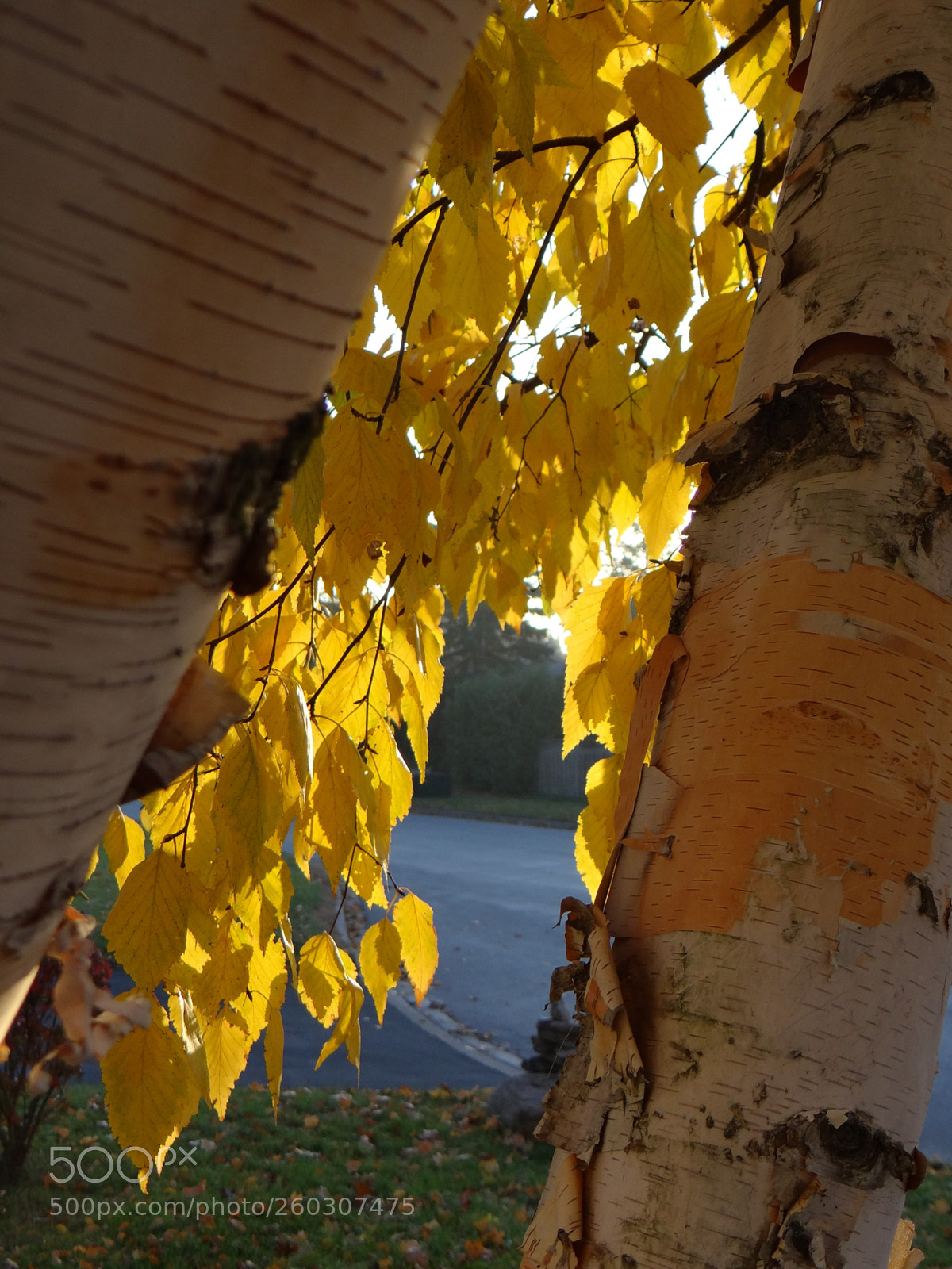 Sony DSC-HX200V sample photo. 2016-11-02 07.48.18.jpg photography